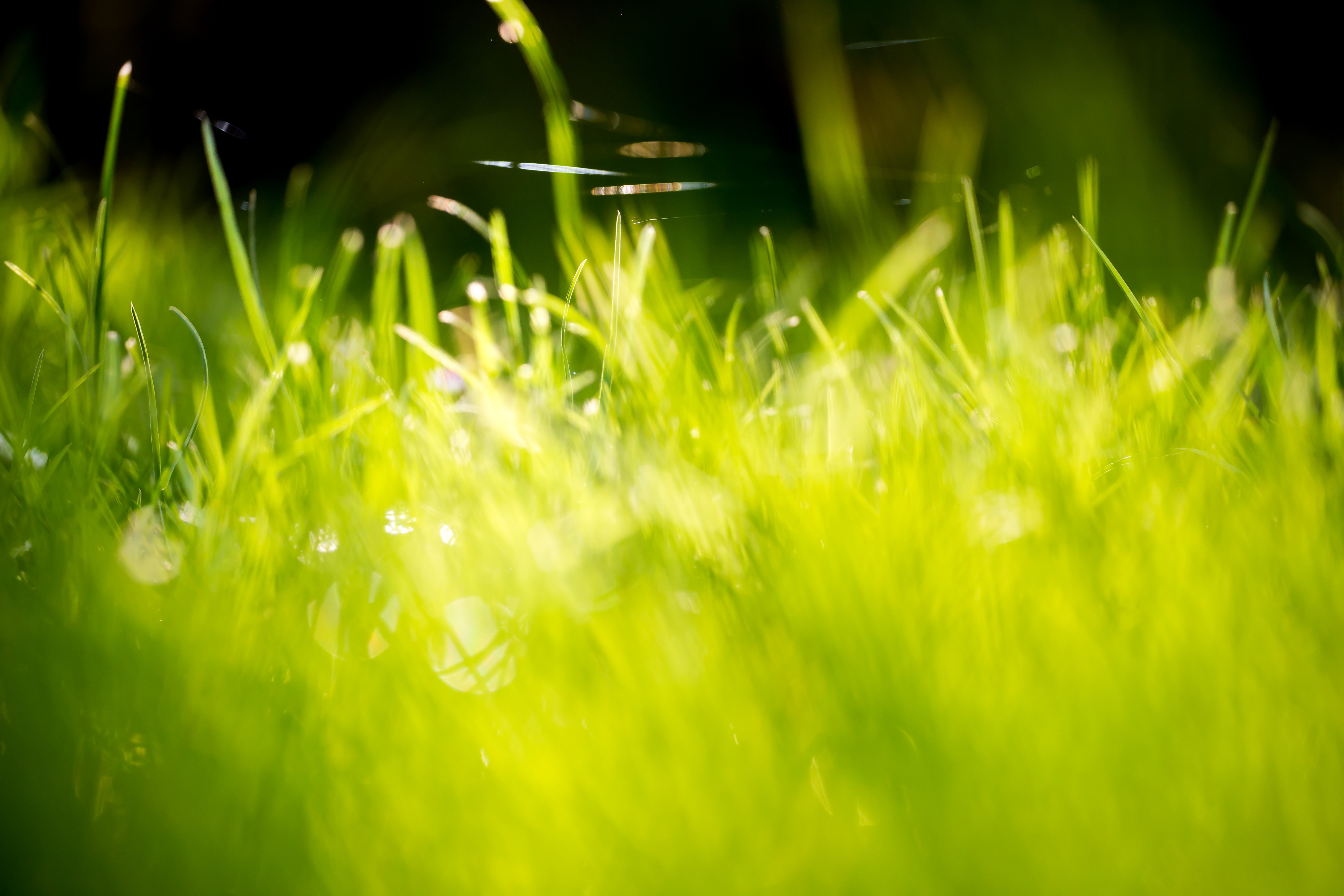 Green Grass Fields Wallpaper - Hd Grass , HD Wallpaper & Backgrounds