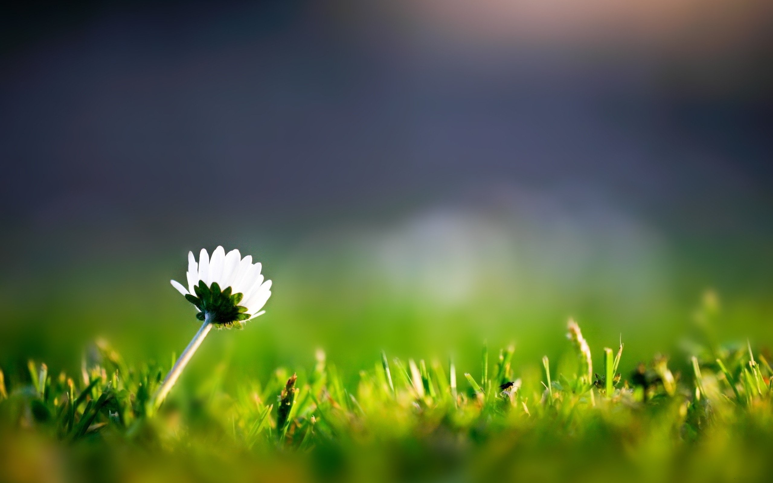 Res - 1920x1200, - Lone Flower In A Field , HD Wallpaper & Backgrounds
