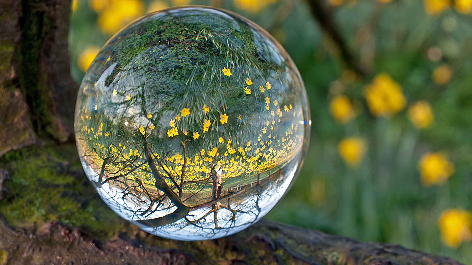 Wallpaper Ball, Glass, Transparent, Reflection, Grass - Beautiful Nature Whatsapp Dp , HD Wallpaper & Backgrounds