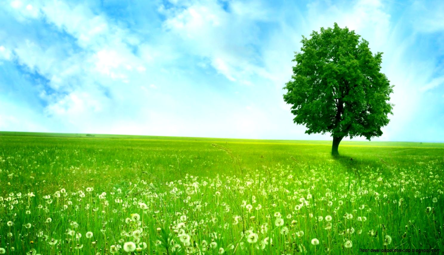 Free Grass , HD Wallpaper & Backgrounds