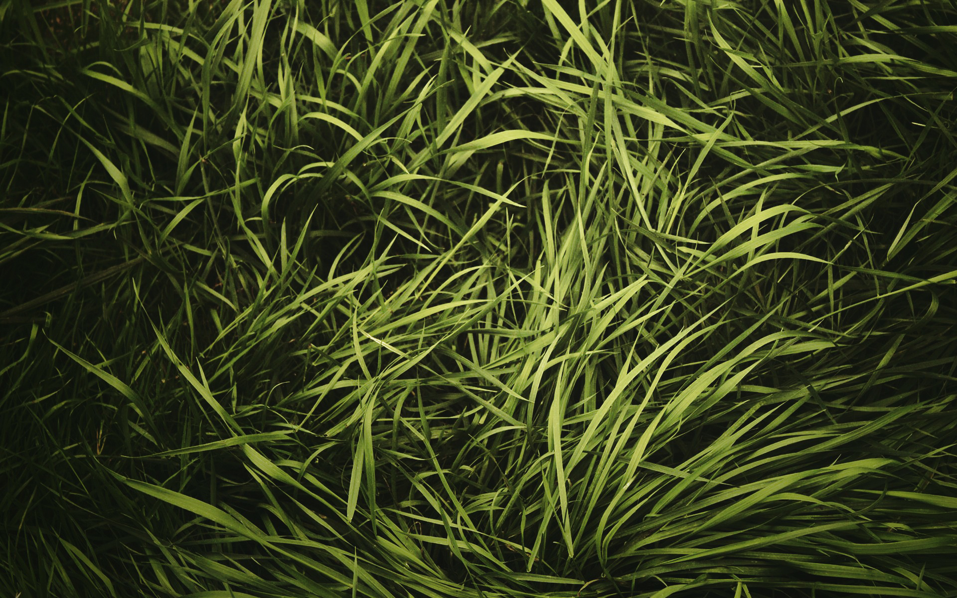 More Textures Desktop Wallpapers - Close Up Of Grass , HD Wallpaper & Backgrounds