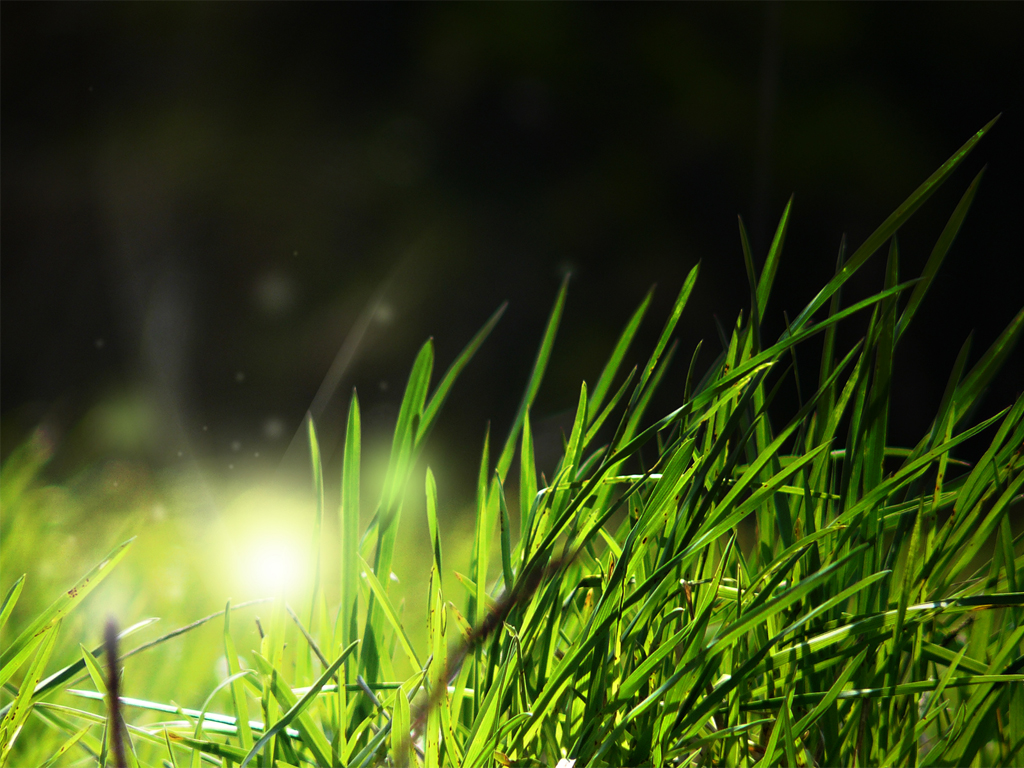 Grass Background - 1400 X 900 Hd , HD Wallpaper & Backgrounds