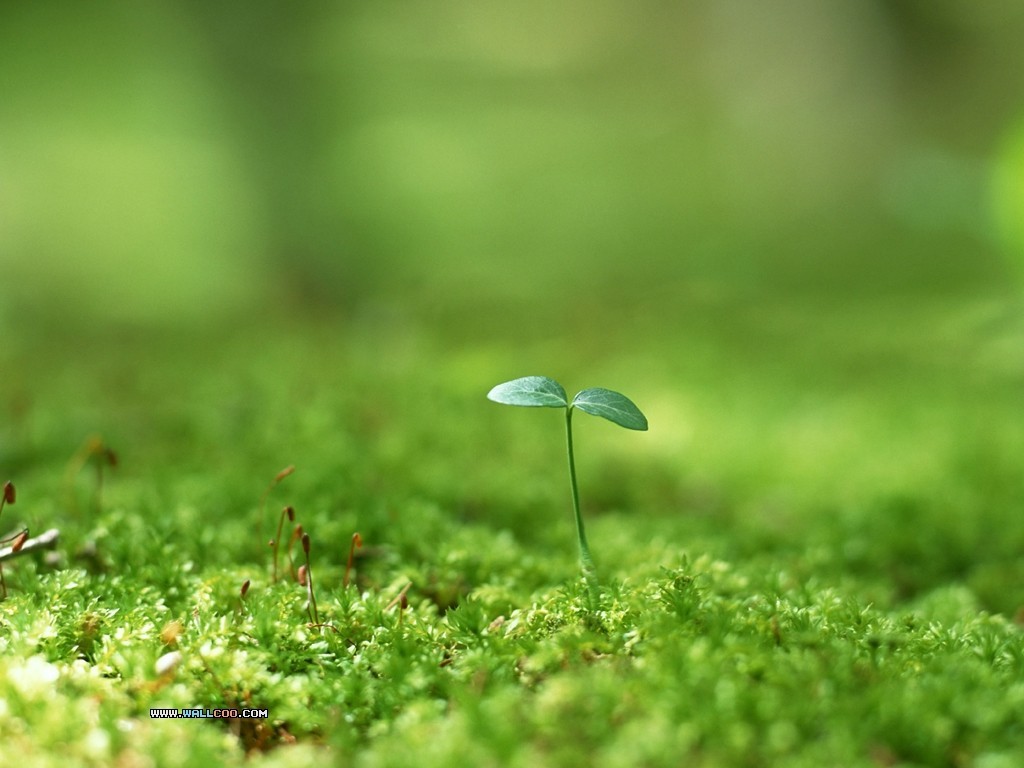 Nature Spring Sprouts Fresh Green Grass Wallpaper Hd - Spring Sprouts , HD Wallpaper & Backgrounds