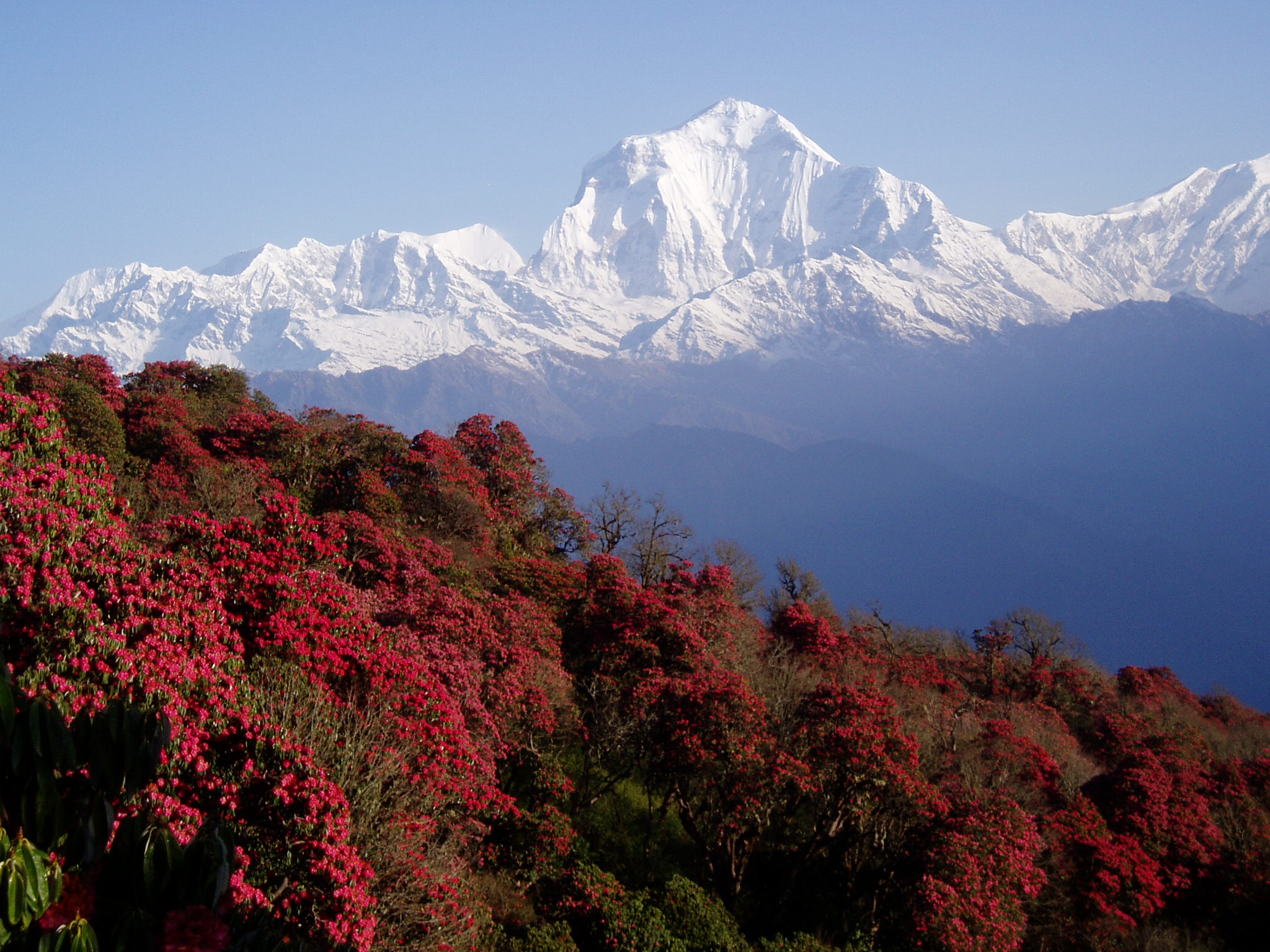 Nepal - Poon Hill , HD Wallpaper & Backgrounds