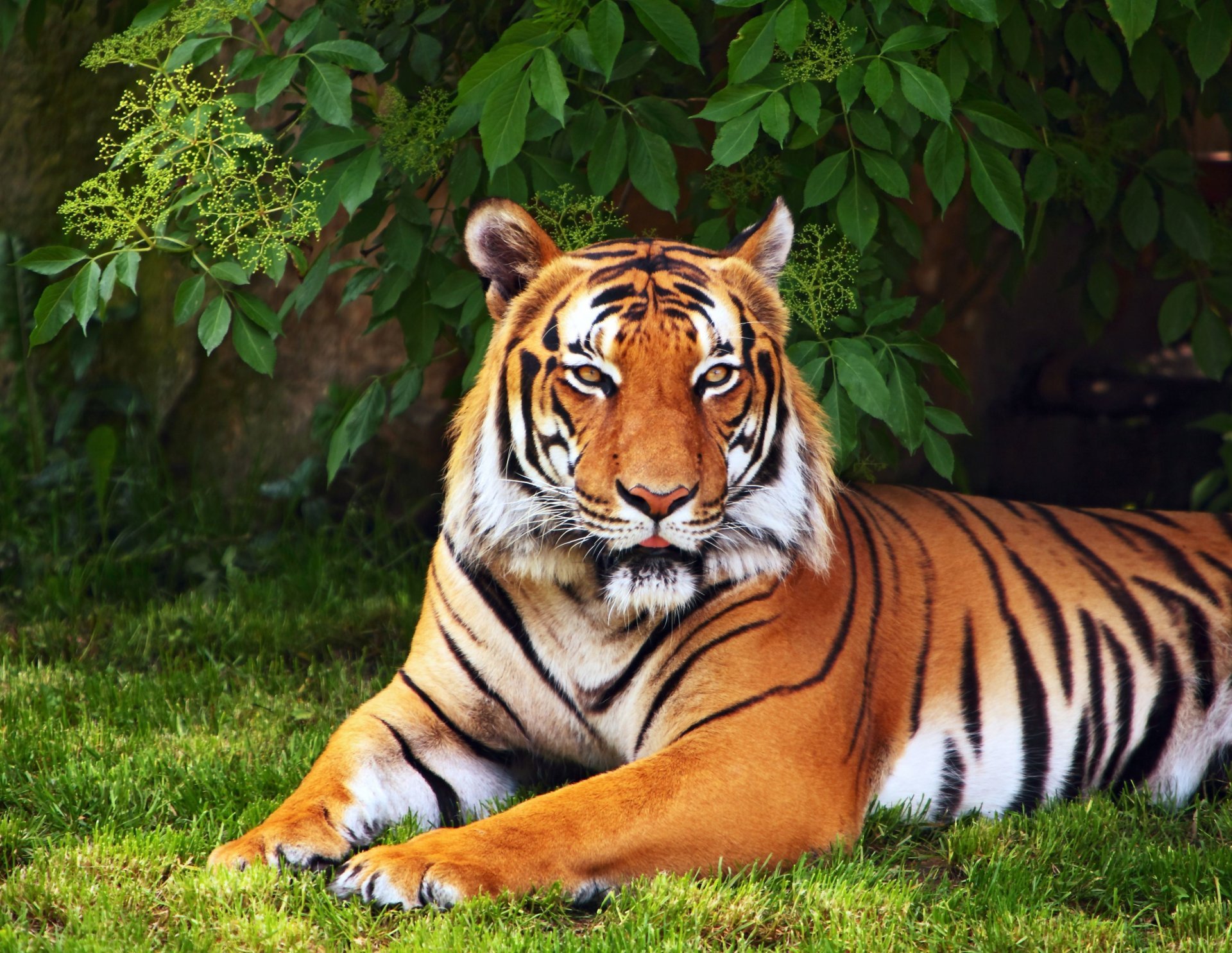 Animals Tiger Tree Leaves Grass Green Wallpaper Widescreen - Beautiful Animal Wallpapers Hd , HD Wallpaper & Backgrounds