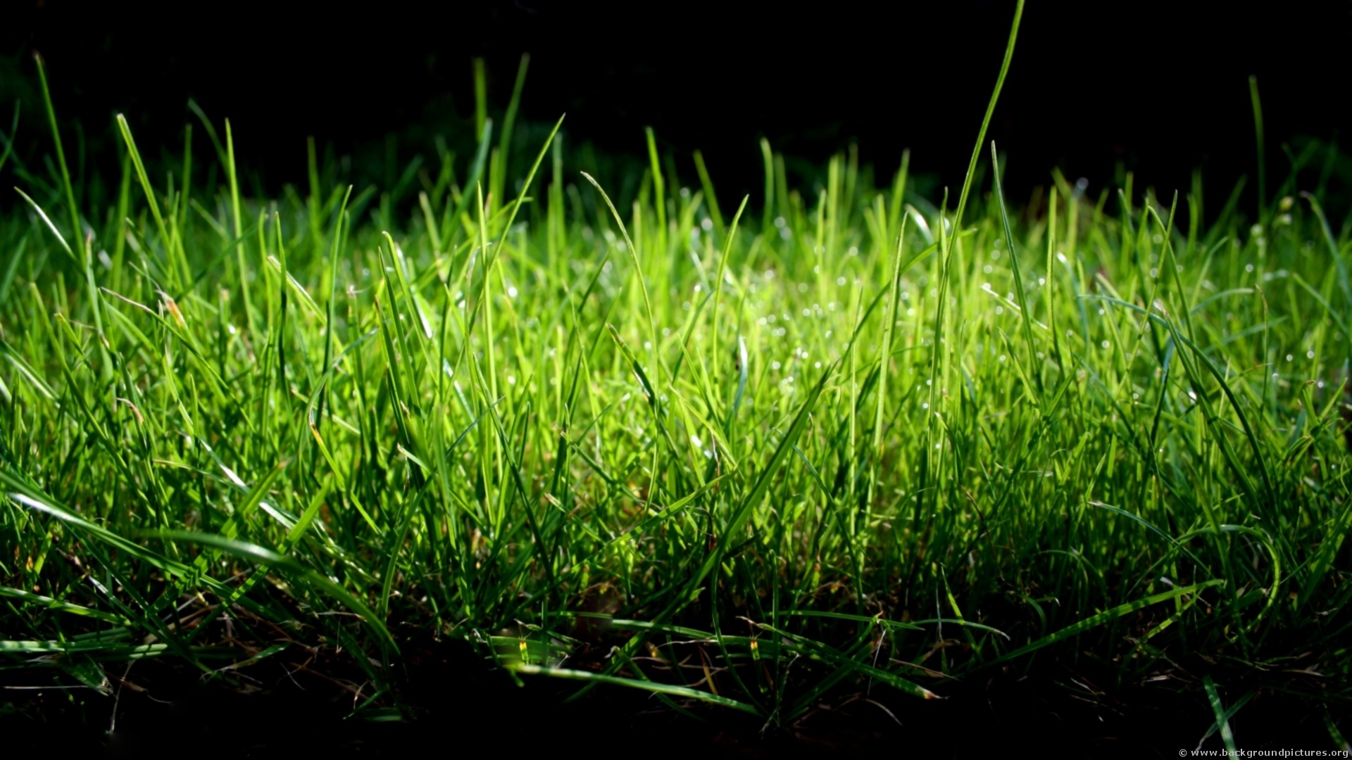 Lawn After Care Service - Grass Black Background Hd , HD Wallpaper & Backgrounds