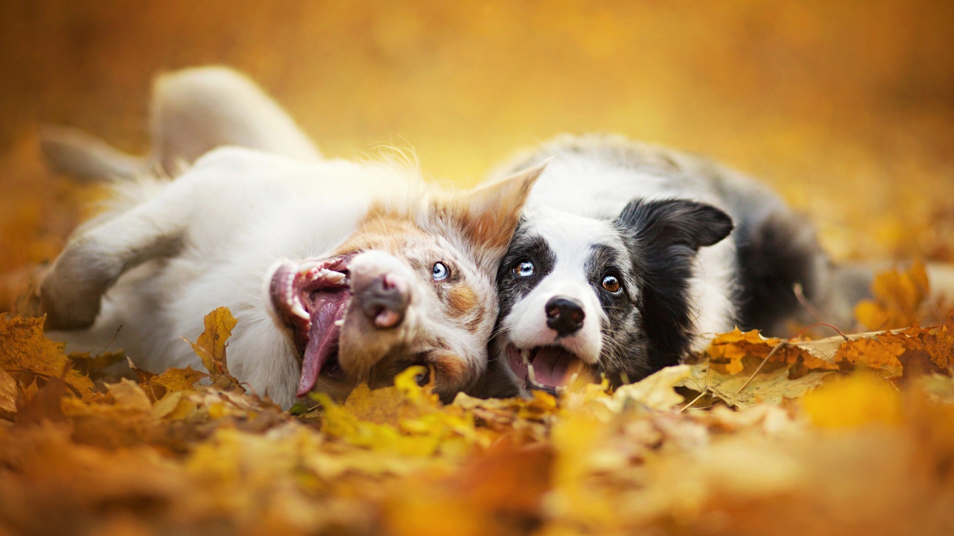 Dog, Animals, Depth Of Field, Fall Wallpapers Hd / - Fall Animal Desktop Backgrounds , HD Wallpaper & Backgrounds