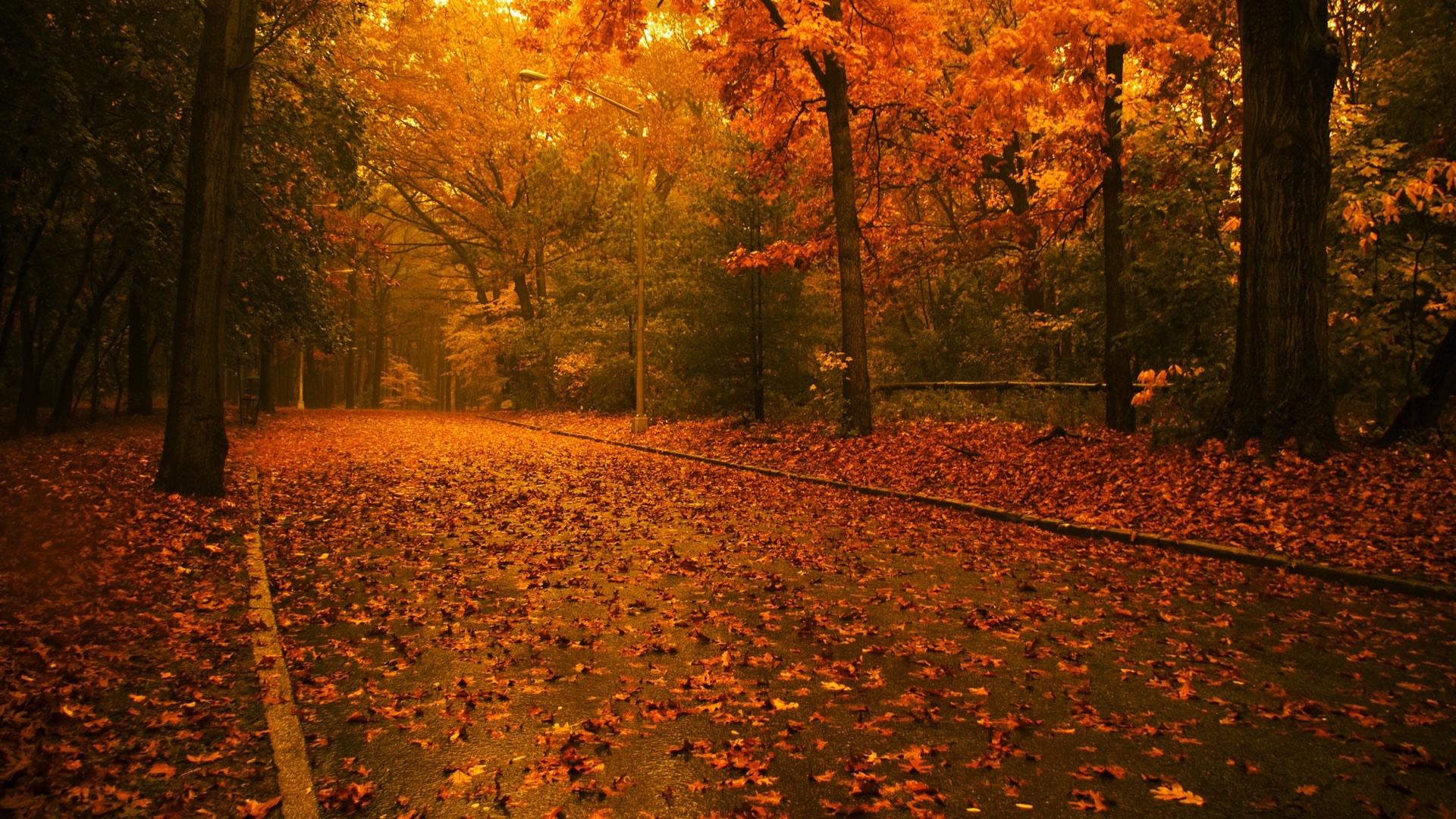Autumn Evening Wallpaper Hd - Autumn Road , HD Wallpaper & Backgrounds