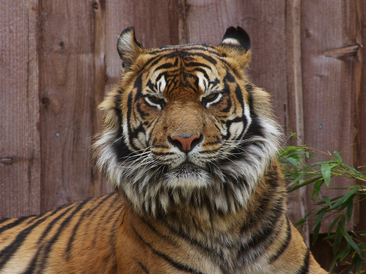 Wallpaper Tiger, Face, Unhappy, Big Cat - London Zoo , HD Wallpaper & Backgrounds