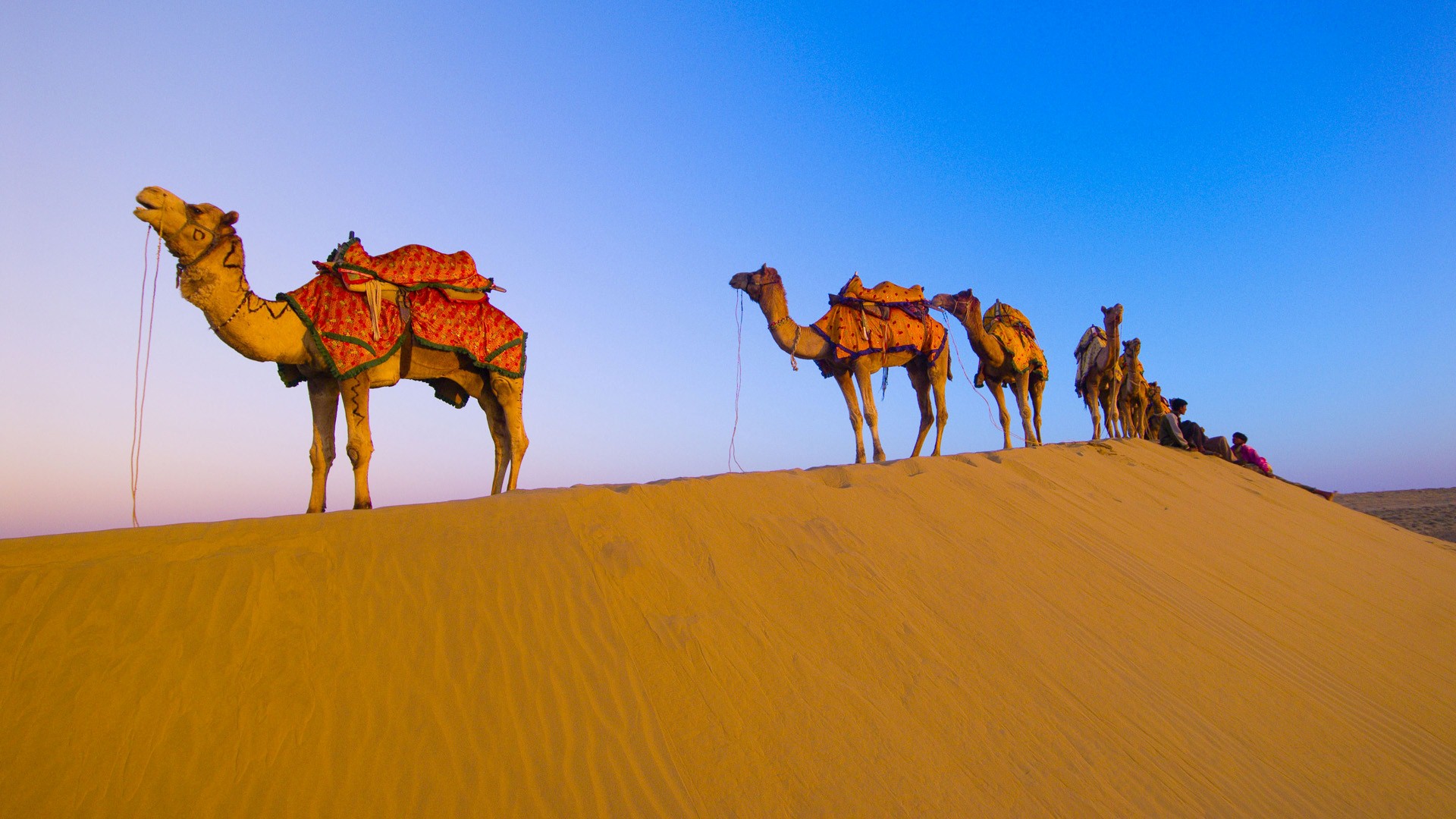 Rajasthani Camel In Desert Hd Wallpaper - Thar Desert Camel , HD Wallpaper & Backgrounds
