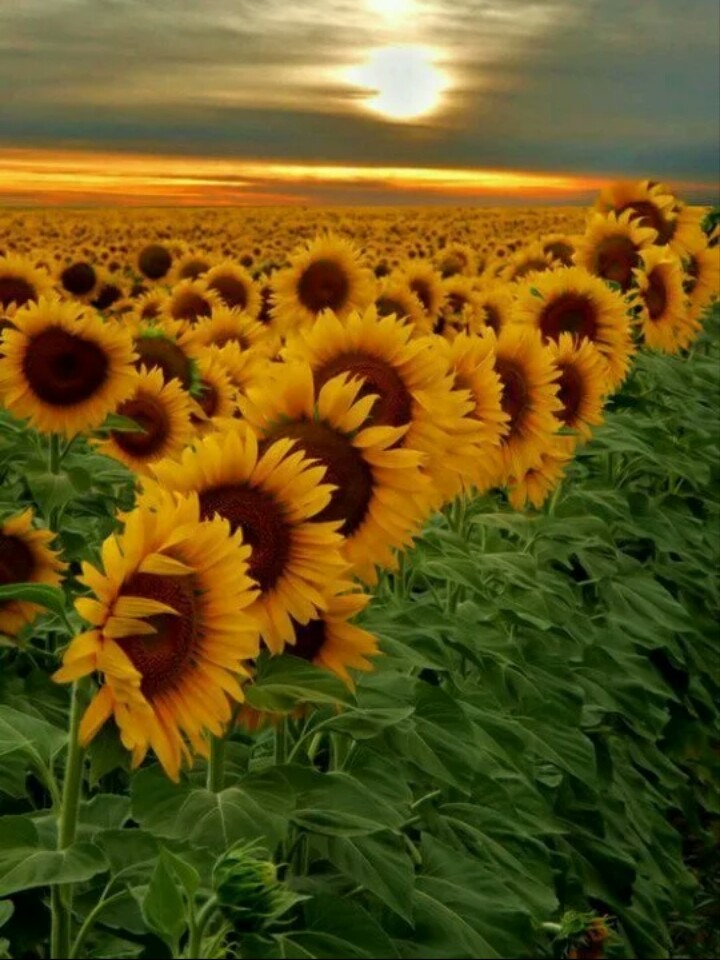 In The Rajasthan Is Desert Wild Life Style Areas - Most Beautiful Sunflower , HD Wallpaper & Backgrounds