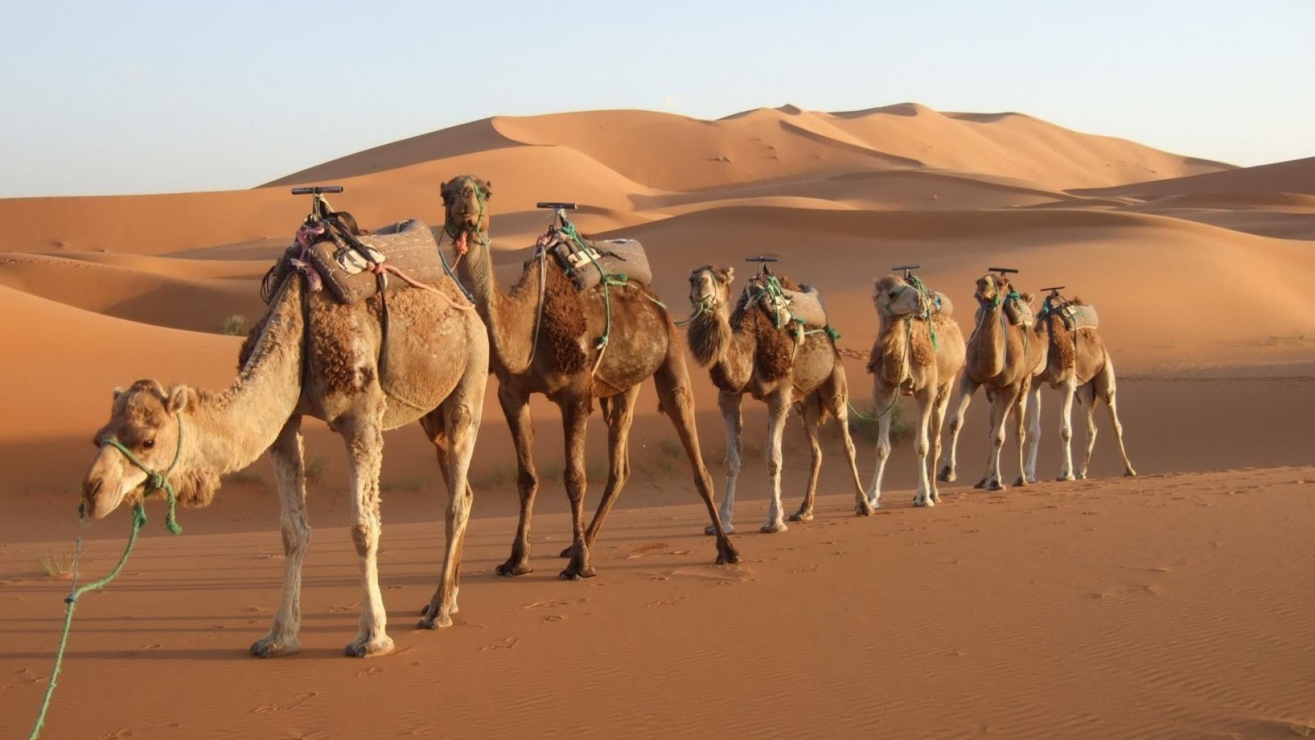 Desert Camels Morocco Rajasthan Wallpaper - Desert Cactus And Camel , HD Wallpaper & Backgrounds