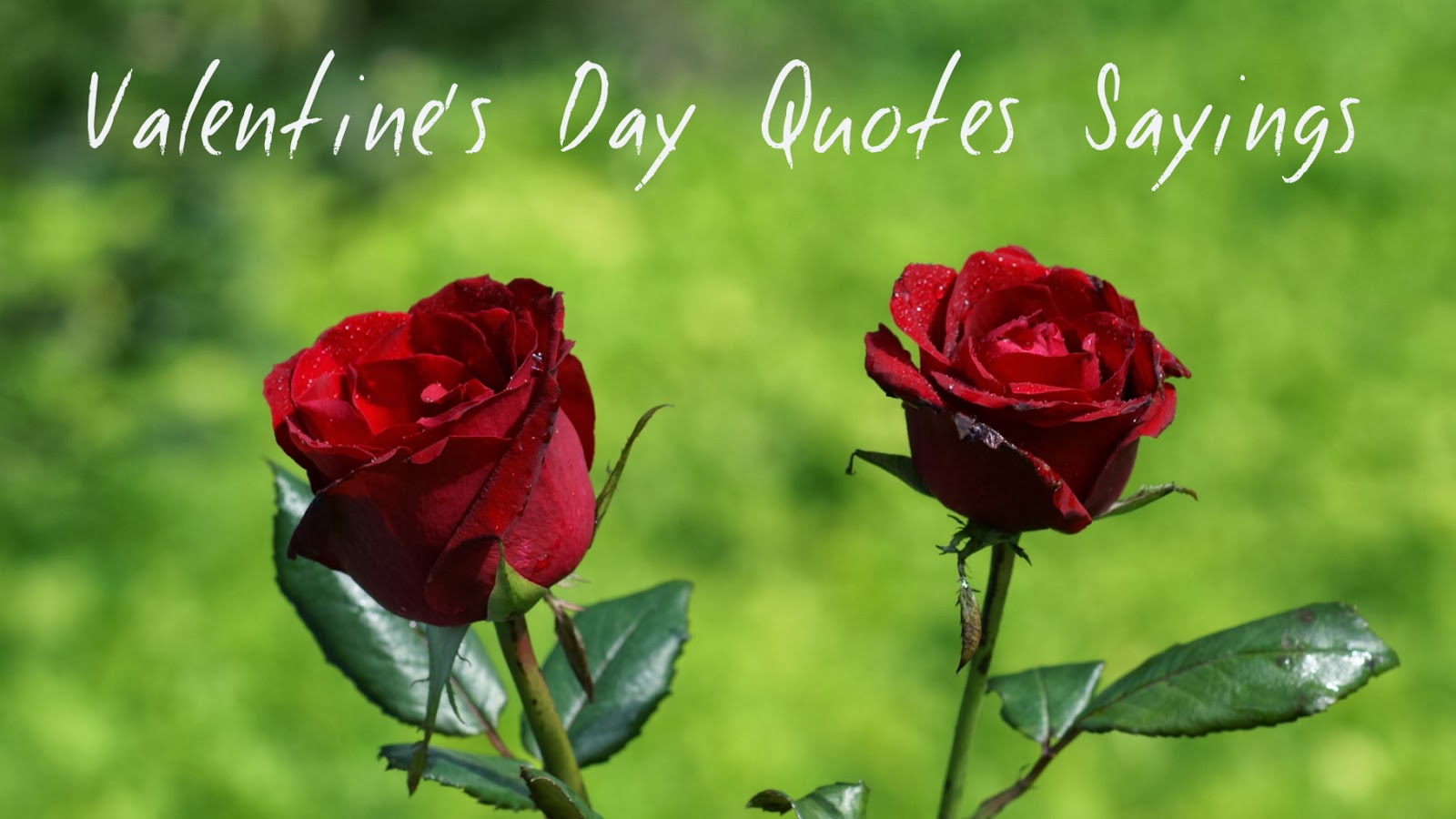Valentine's Day Quotes Sayings , HD Wallpaper & Backgrounds
