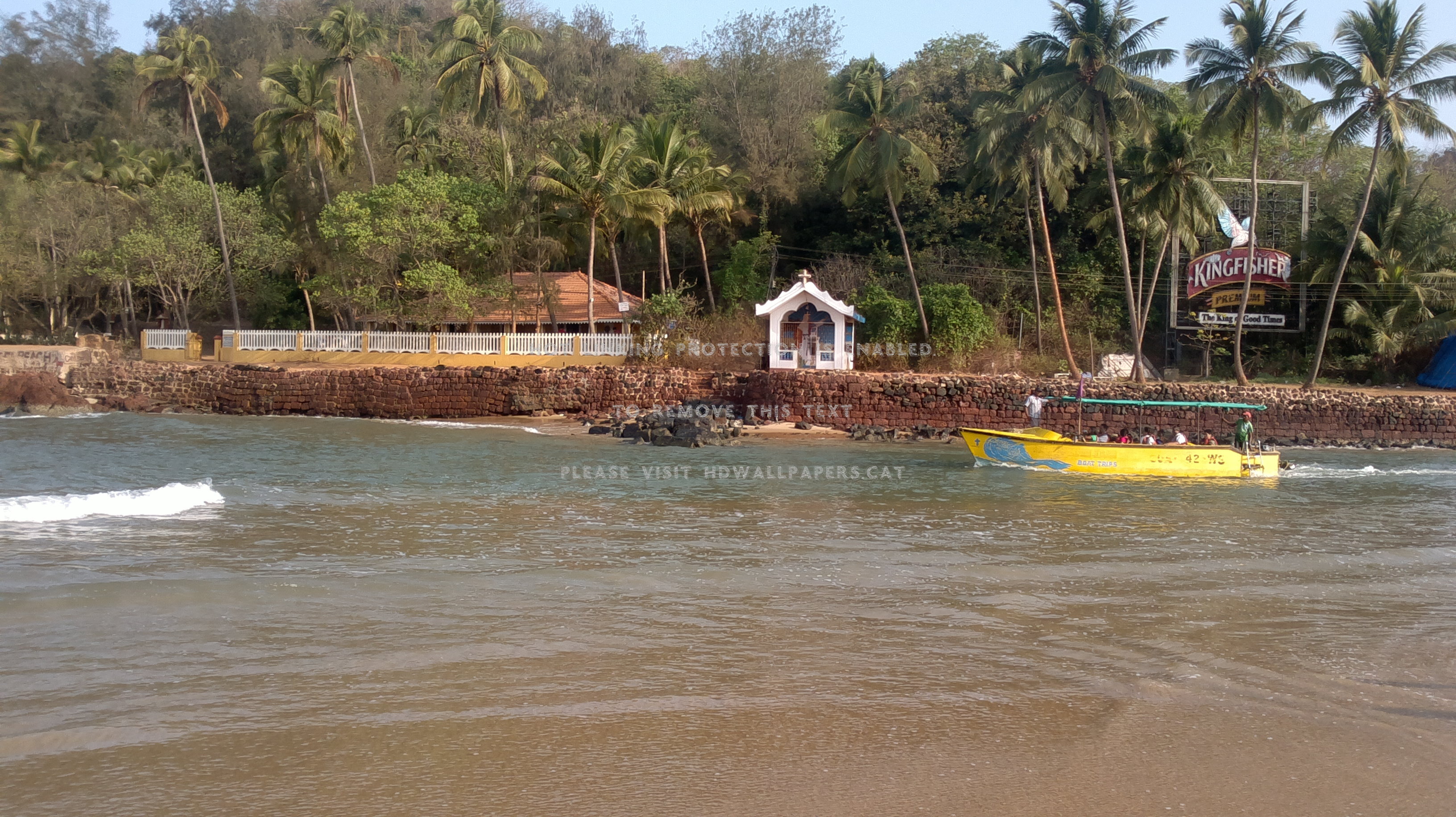 Baga Beach Nature Goa Beaches - Attalea Speciosa , HD Wallpaper & Backgrounds