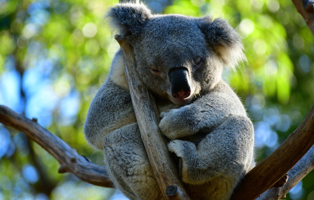 Photo Wallpaper Leaves, Branches, Pose, Tree, Sleep, - Hd Wallpaper Sleeping Koala , HD Wallpaper & Backgrounds