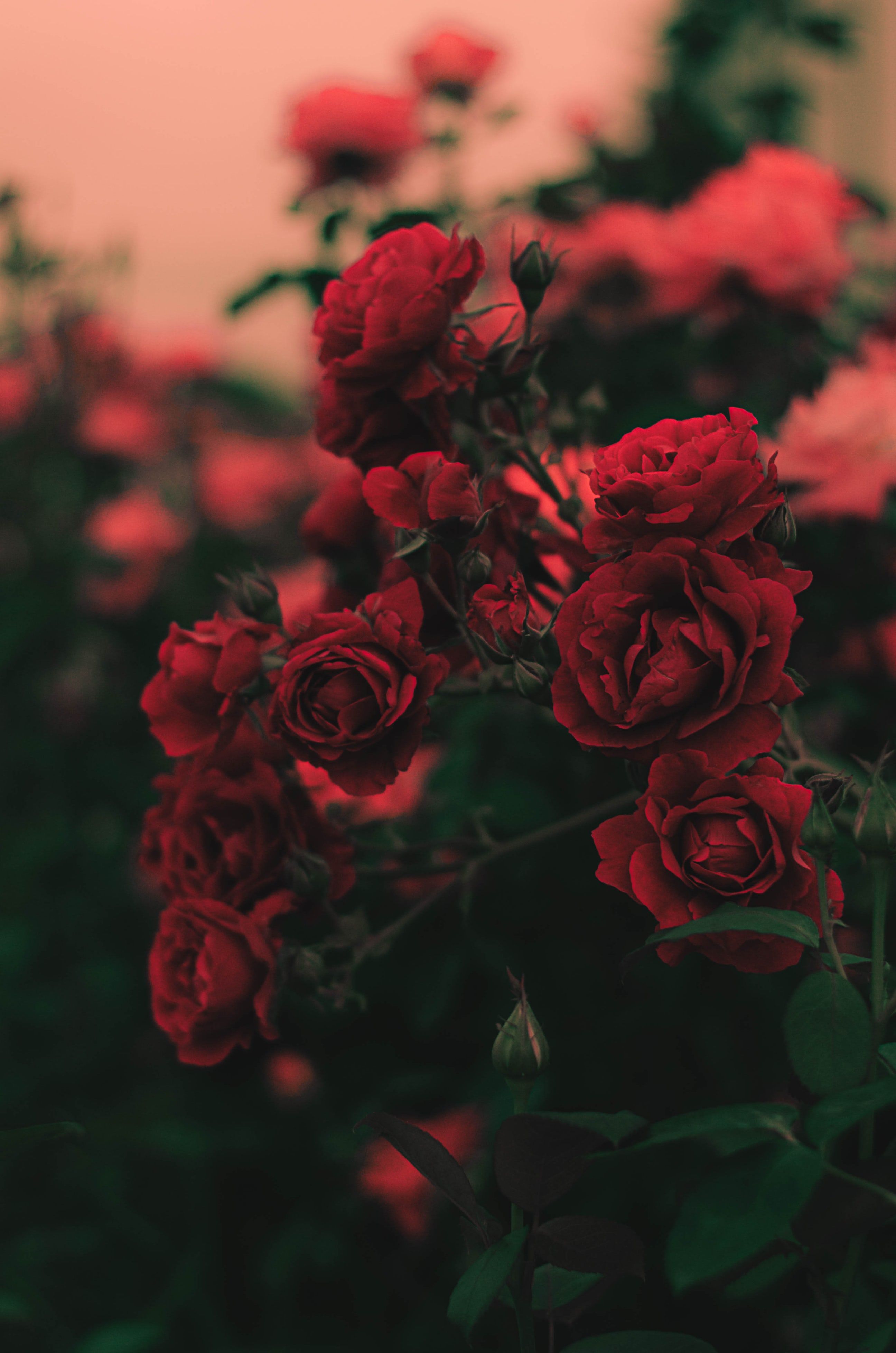 Flowers Roses , HD Wallpaper & Backgrounds