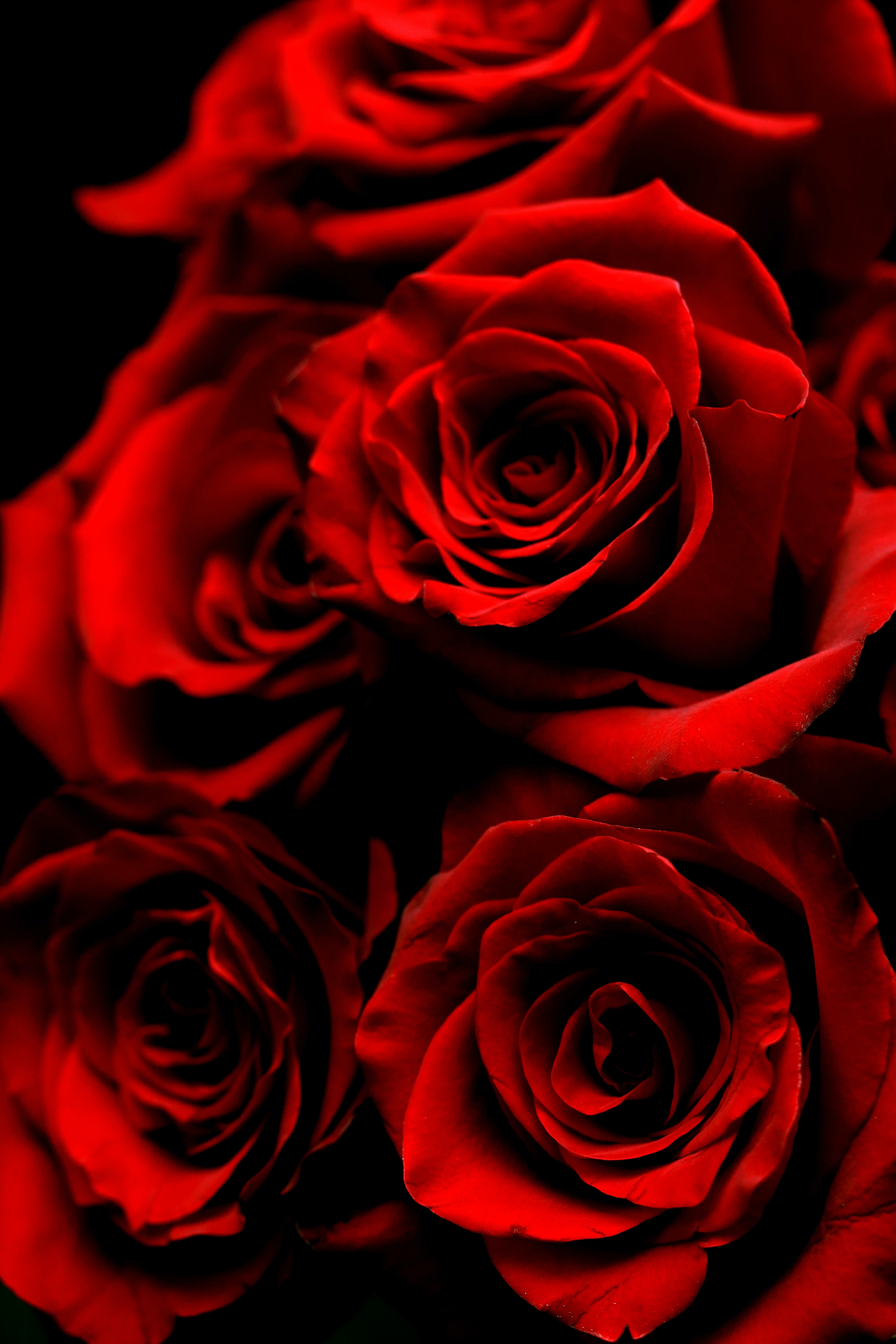 Dead Red Roses (#3208585) - HD Wallpaper & Backgrounds Download