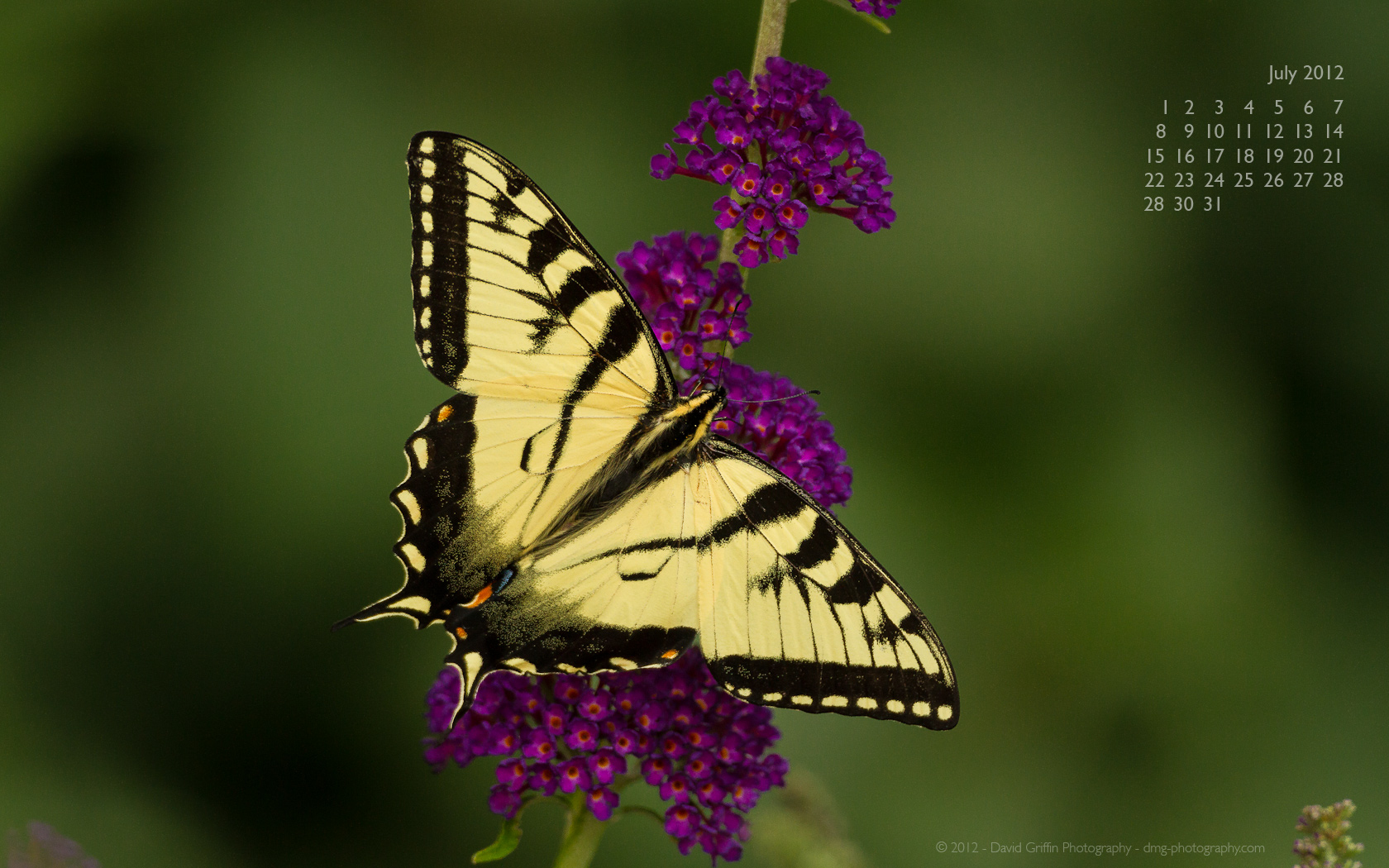 Papilio Machaon , HD Wallpaper & Backgrounds