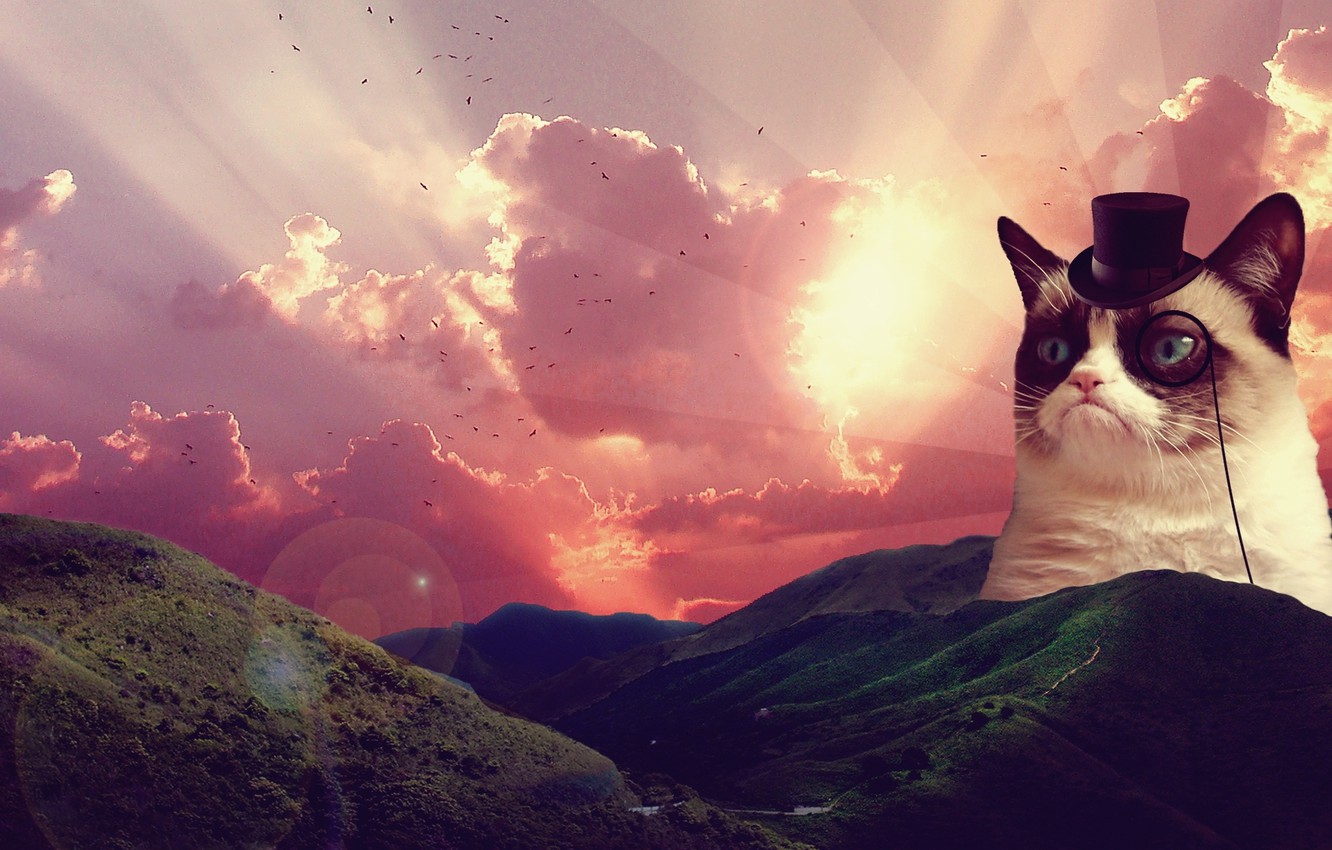 Photo Wallpaper Landscape, Sunrise, Grumpy Cat, Sad - Grumpy Cat , HD Wallpaper & Backgrounds