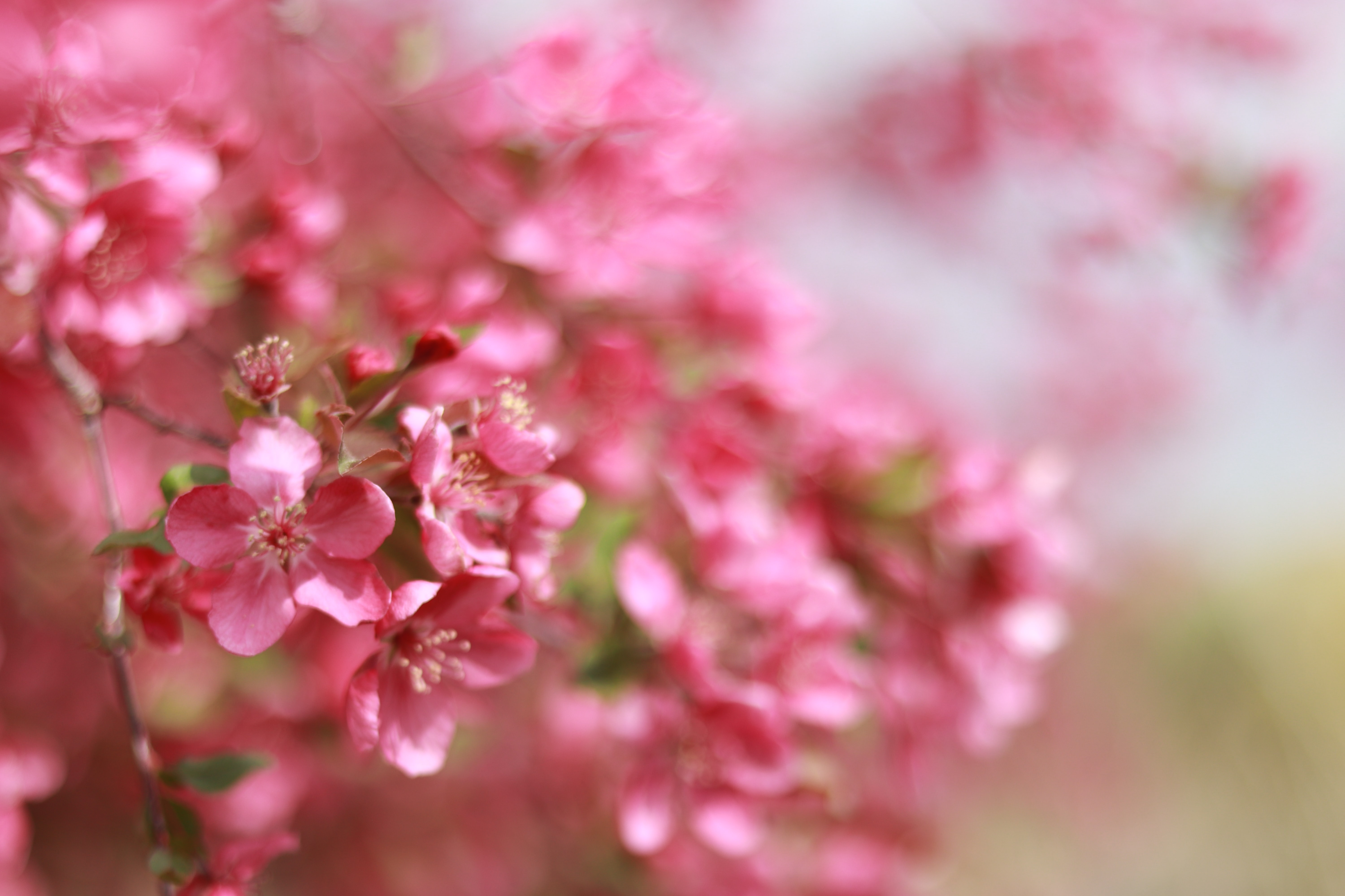 Pink Nature , HD Wallpaper & Backgrounds