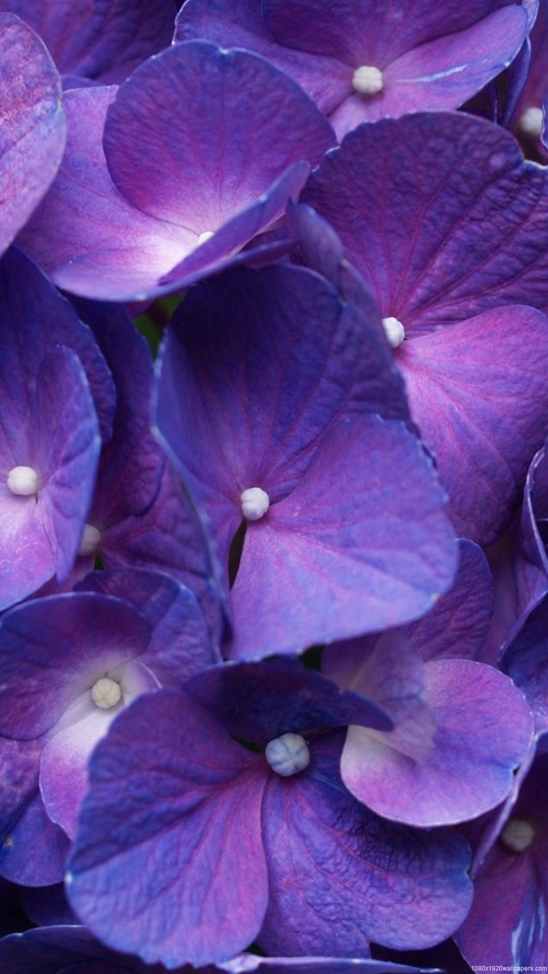 Flower Purple Nature Wallpapers Hd - Best Black Nature Hd Wallpaper For Android , HD Wallpaper & Backgrounds