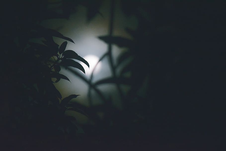 Night, Moon, Leaf, Darkness, Creepy, Spooky, Silent - Silent Hd , HD Wallpaper & Backgrounds