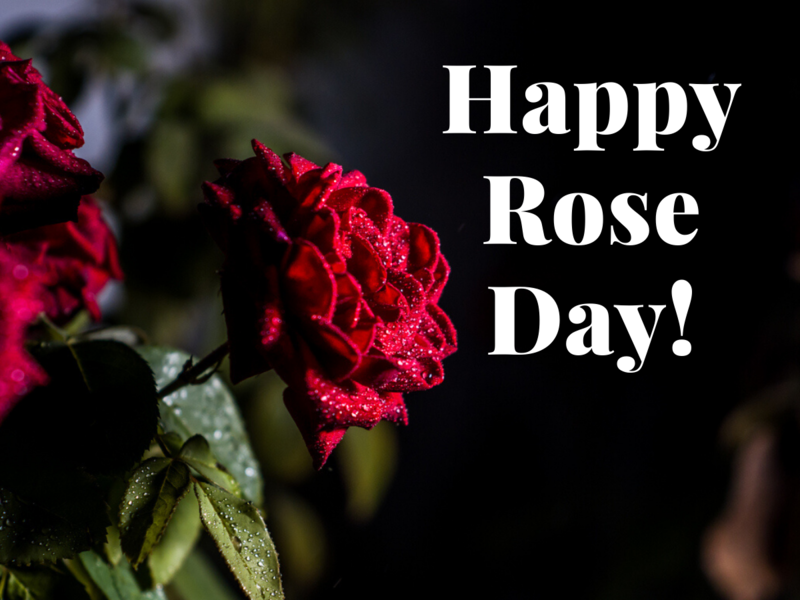 Happy Rose Day - Happy Rose Day 2020 , HD Wallpaper & Backgrounds