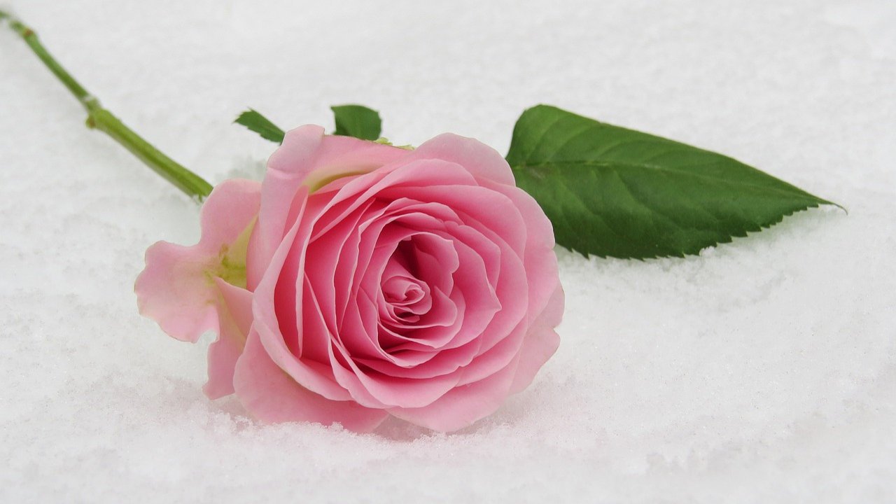 Pink Rose Day Images - Rose Pics For Rose Day , HD Wallpaper & Backgrounds