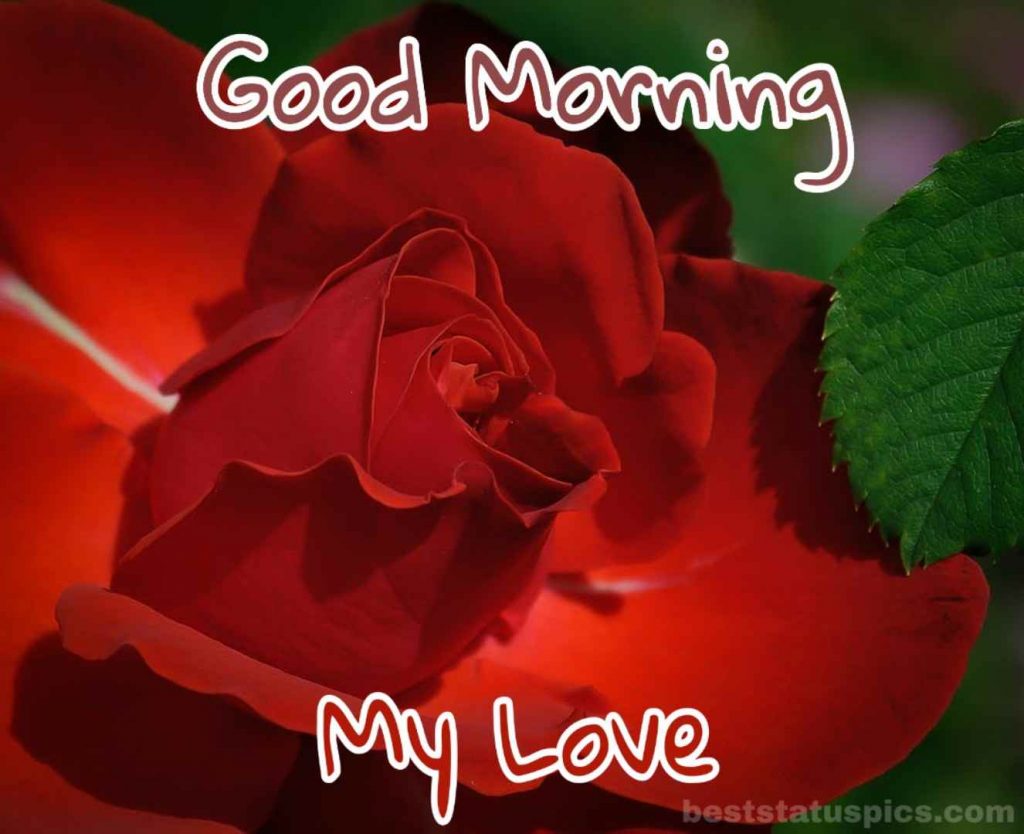 Good Morning My Love With Rose For A Lover - Love Good Morning Rose , HD Wallpaper & Backgrounds