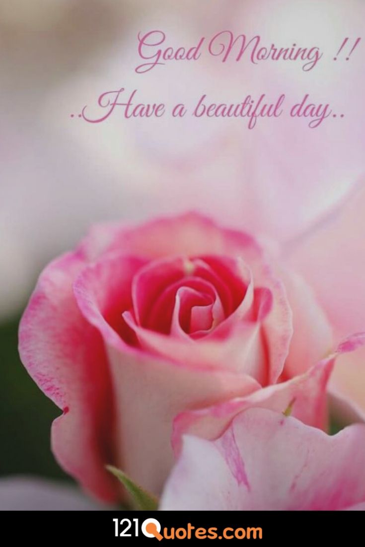 Good Morning Images With Pink Roses , HD Wallpaper & Backgrounds