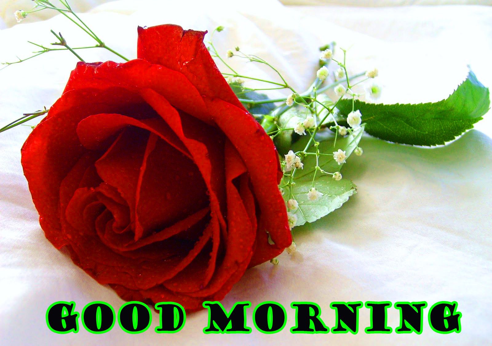472 Good Morning Red Rose Images Wallpaper Pics For - Rose गुड मॉर्निंग इमेज , HD Wallpaper & Backgrounds