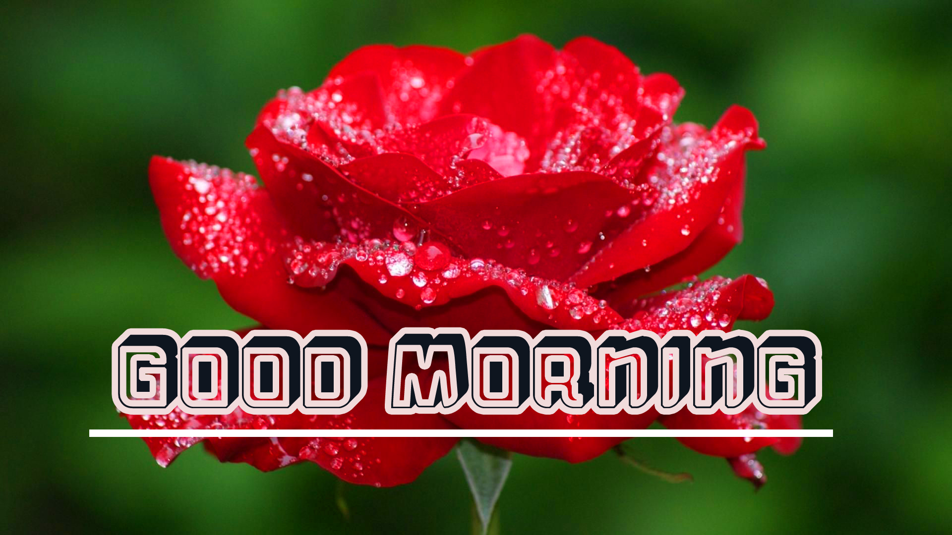D Good Morning Images - Rose Wallpaper Flower , HD Wallpaper & Backgrounds