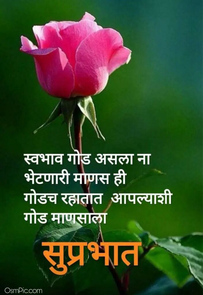 Beautiful Good Morning Image In Marathi With Rose Flower , HD Wallpaper & Backgrounds