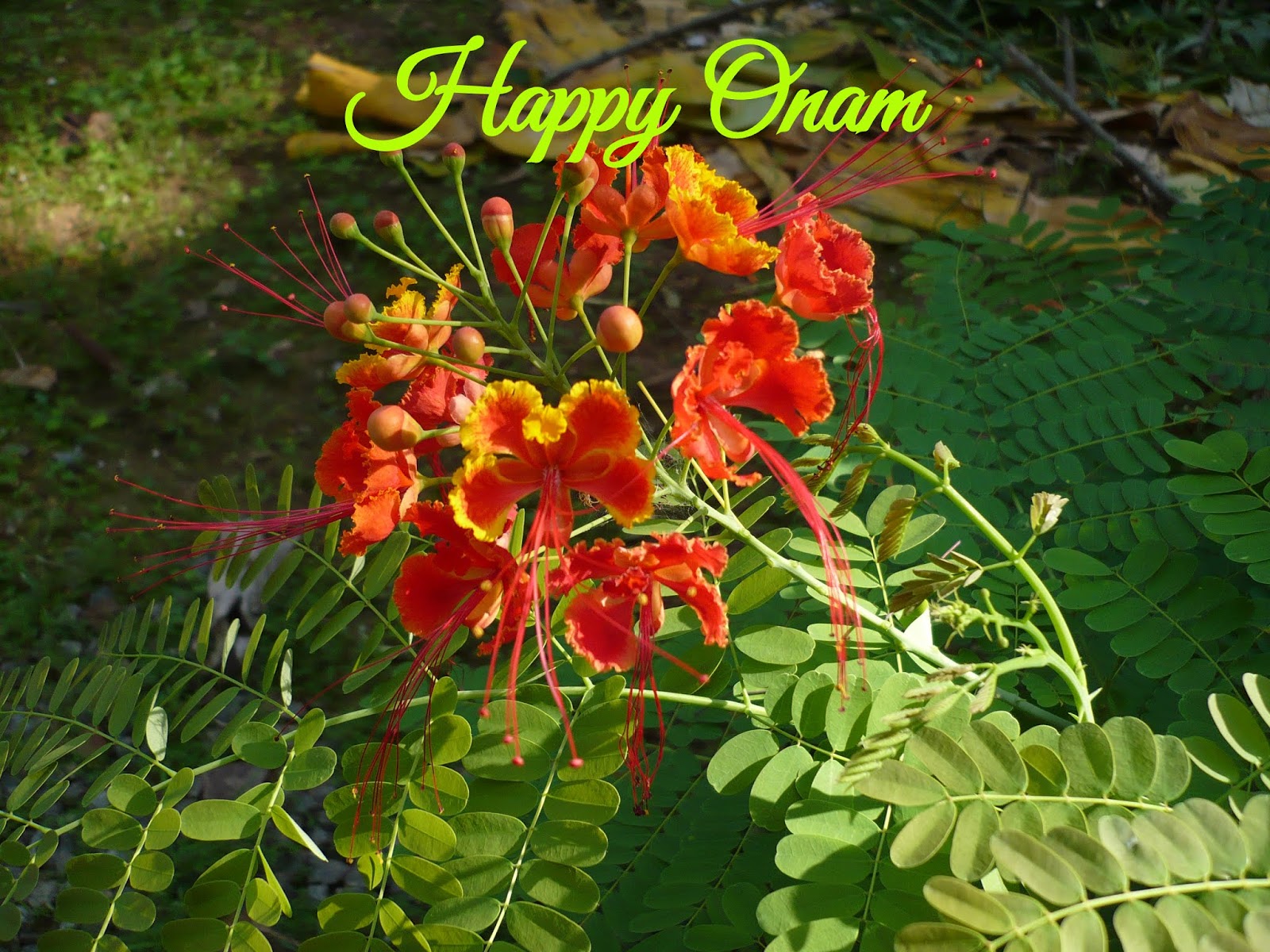 Happy Onam Images - Caesalpinia , HD Wallpaper & Backgrounds