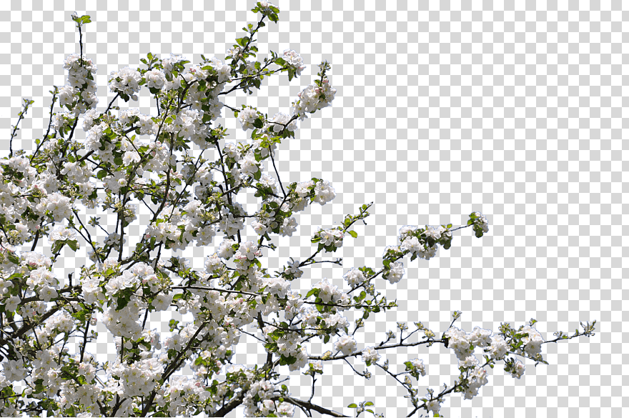 Blossom Tree Flower, Tree, Branch, Twig, Flower, Desktop - Apple Tree Blossom Png , HD Wallpaper & Backgrounds