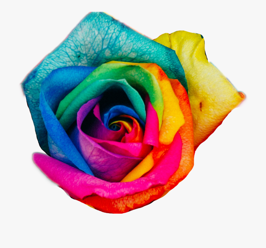 #rose #colorful #rainbow #flower - Lock Screen Cute Flower , HD Wallpaper & Backgrounds