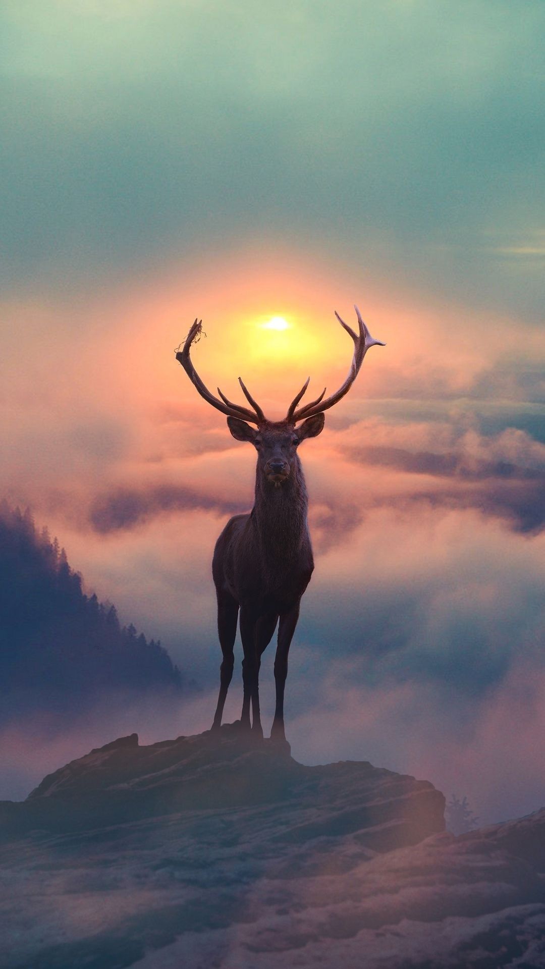 Reindeer 4k , HD Wallpaper & Backgrounds
