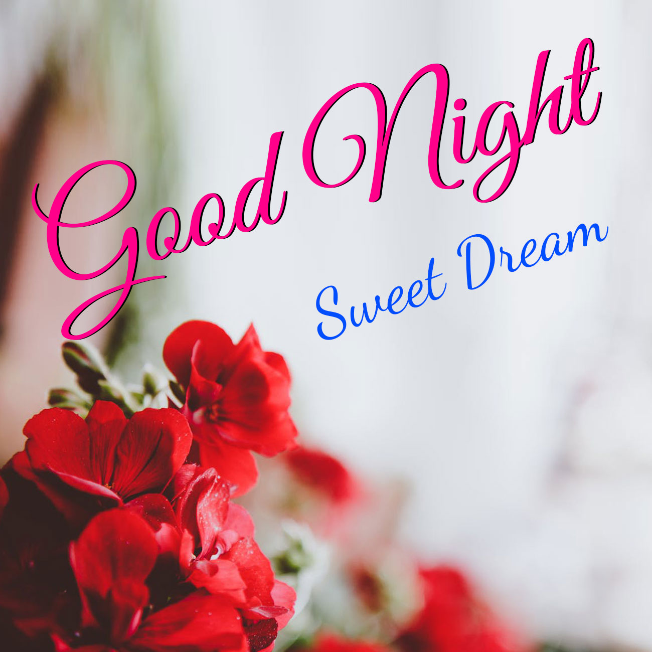 Good Night Image Download - Garden Roses , HD Wallpaper & Backgrounds