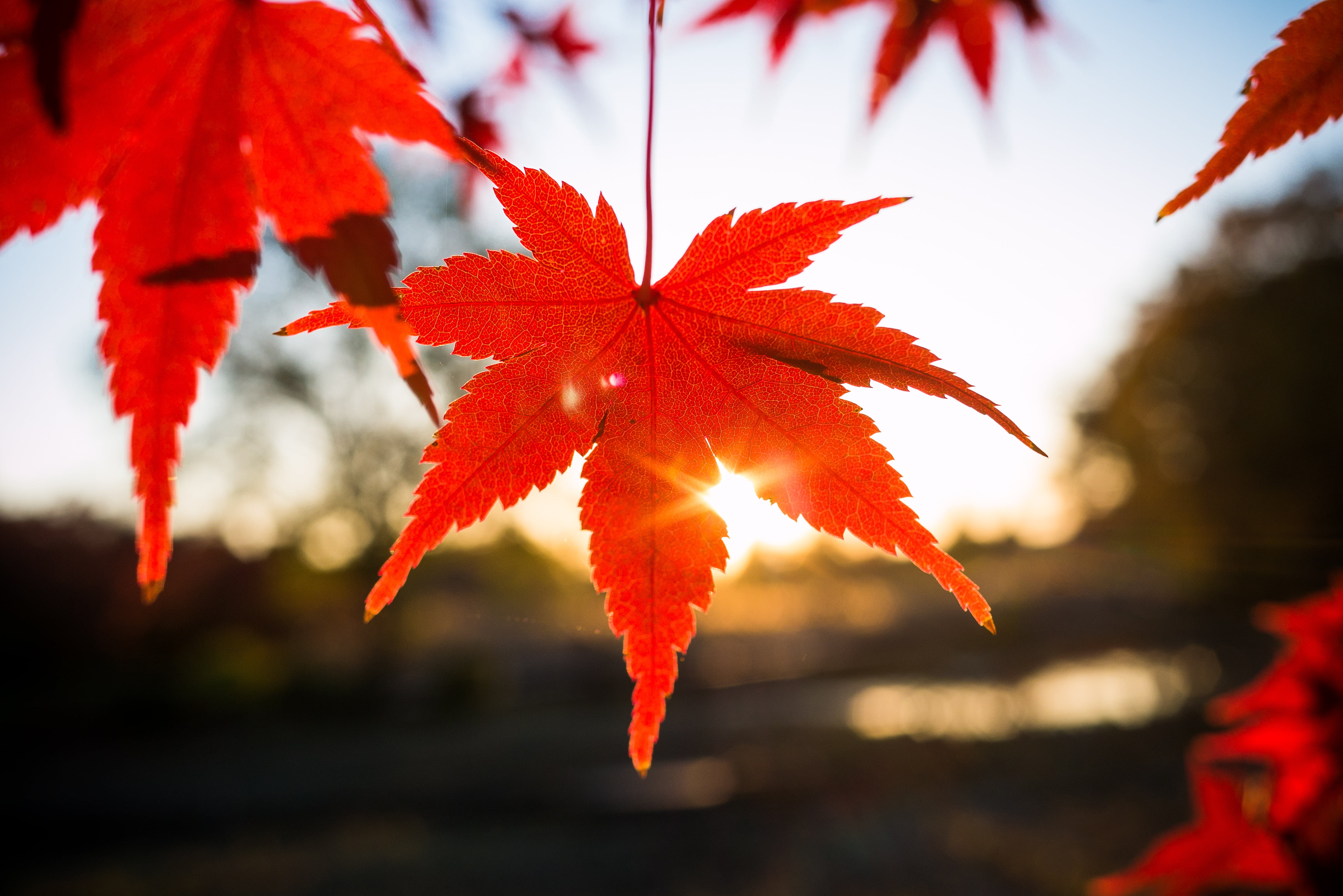 Maple Leaf Wallpaper , HD Wallpaper & Backgrounds