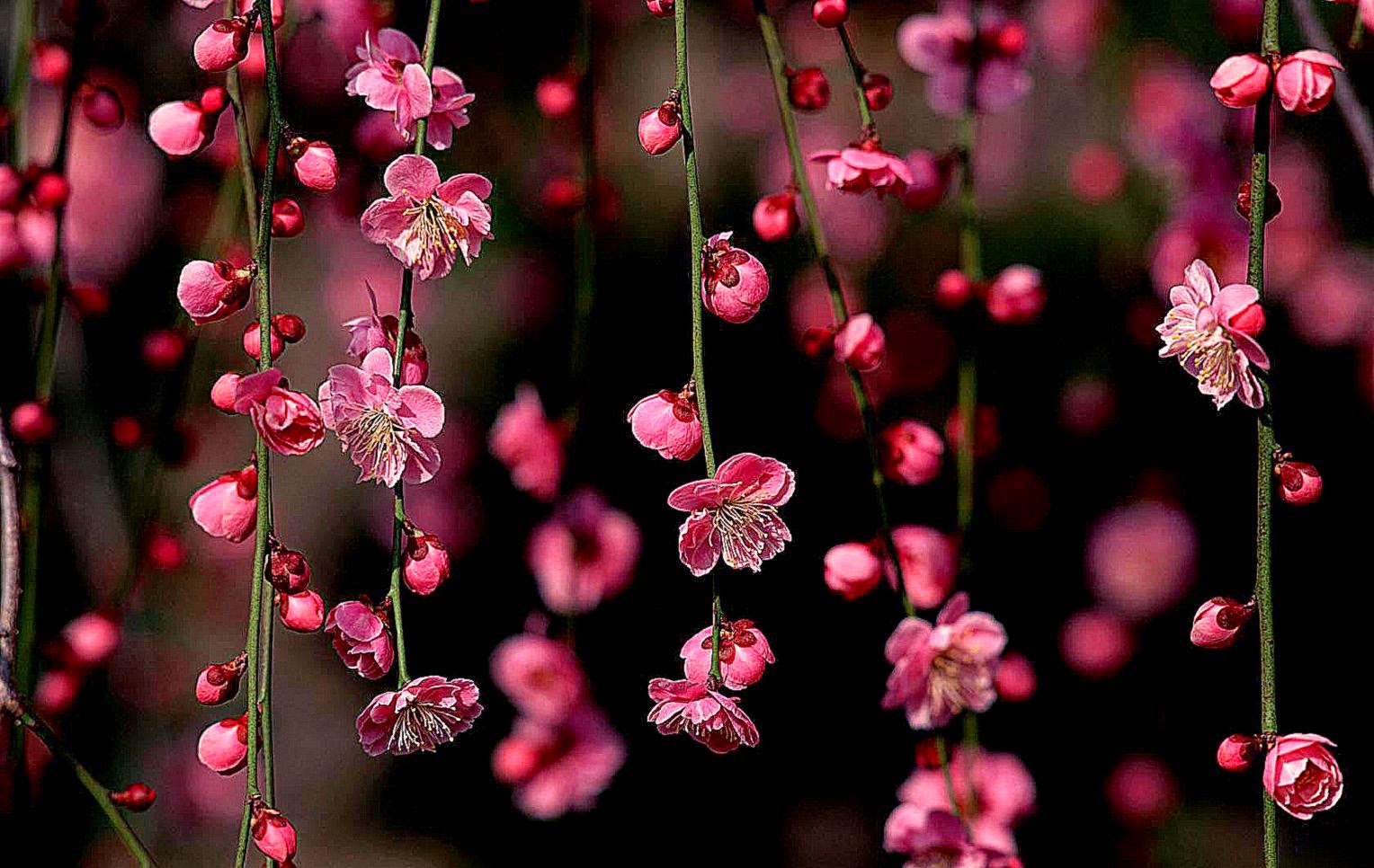 Spring Hd Wallpapers Fbpapa - Desktop Background Flowers , HD Wallpaper & Backgrounds