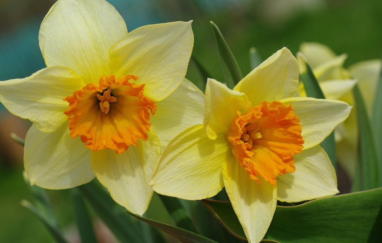 Photo Wallpaper Flowers, Very, Beautiful - Daffodil , HD Wallpaper & Backgrounds