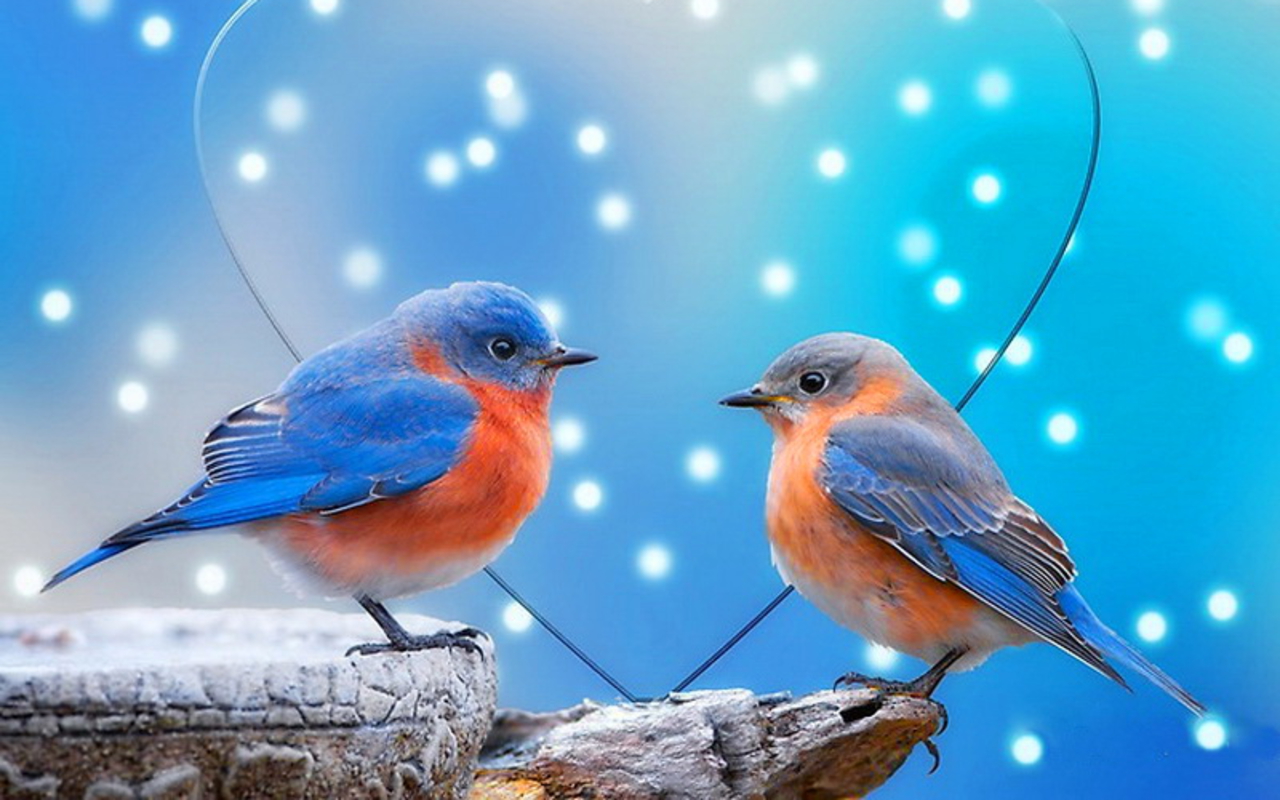New Top Wallpaper - Good Morning Love Birds , HD Wallpaper & Backgrounds