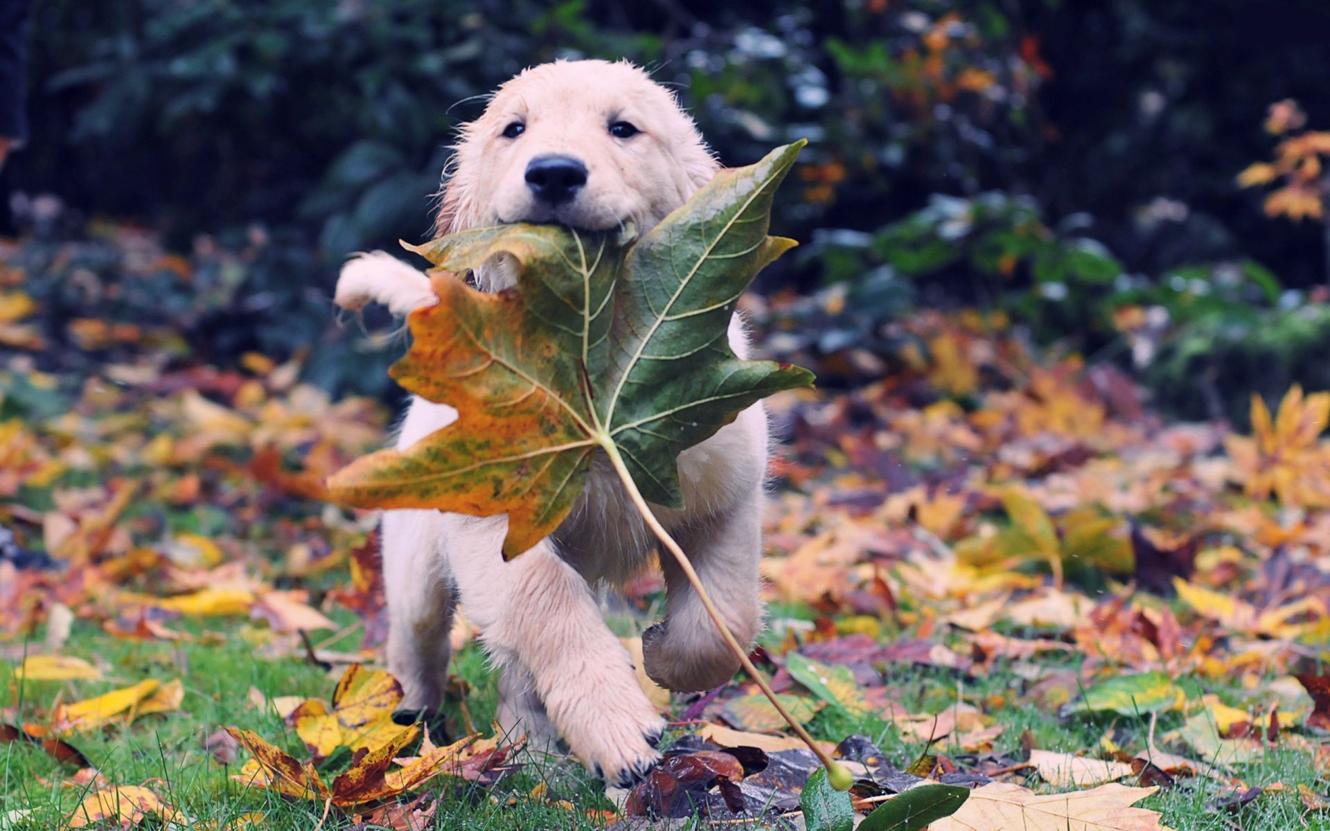 Animal Fall Backgrounds , HD Wallpaper & Backgrounds