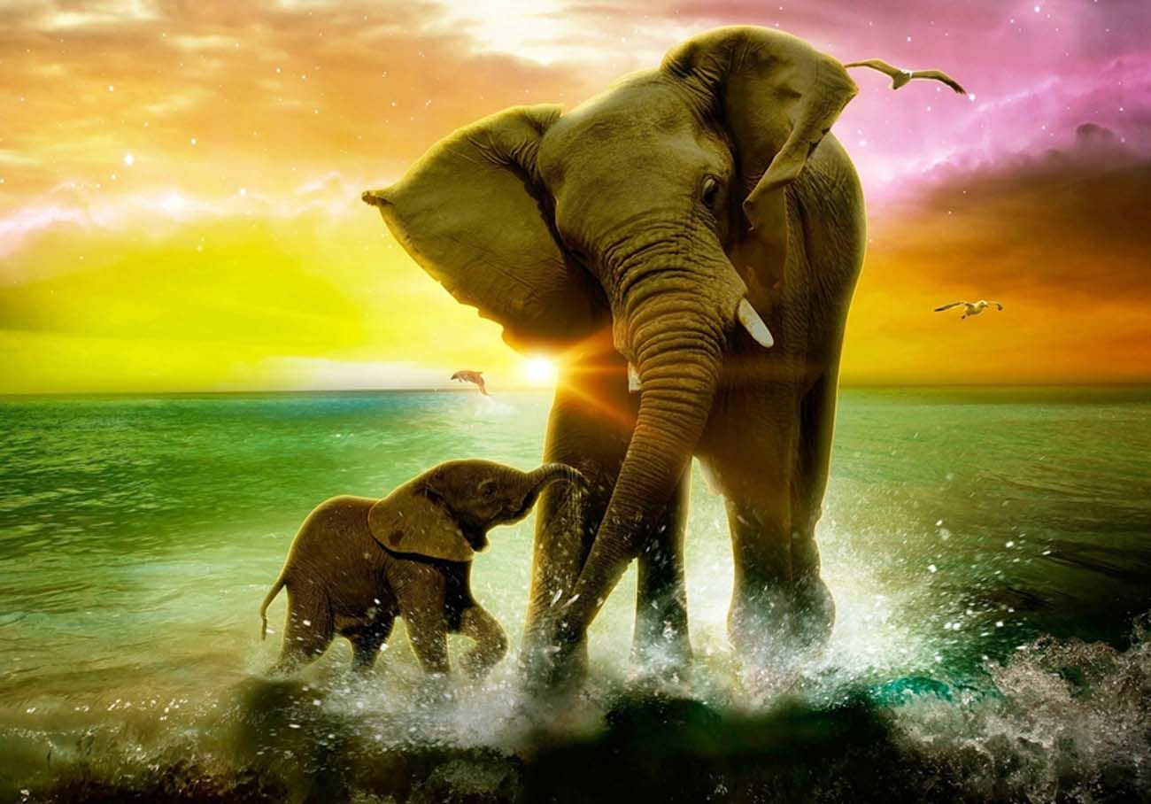 Jfjjf - Baby Cute Wallpaper Elephant , HD Wallpaper & Backgrounds