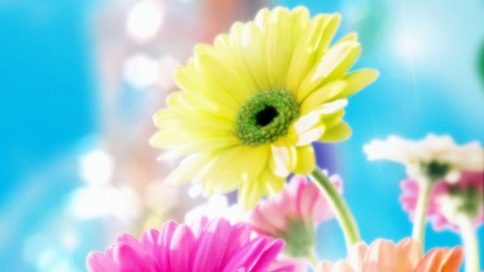 Download Best Hd Wallpapers Most Beautiful Flower Wallpaper , HD Wallpaper & Backgrounds
