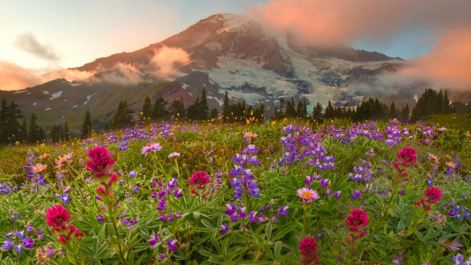 Nice Nature Wallpapers - Hd Flowers And Mountain , HD Wallpaper & Backgrounds