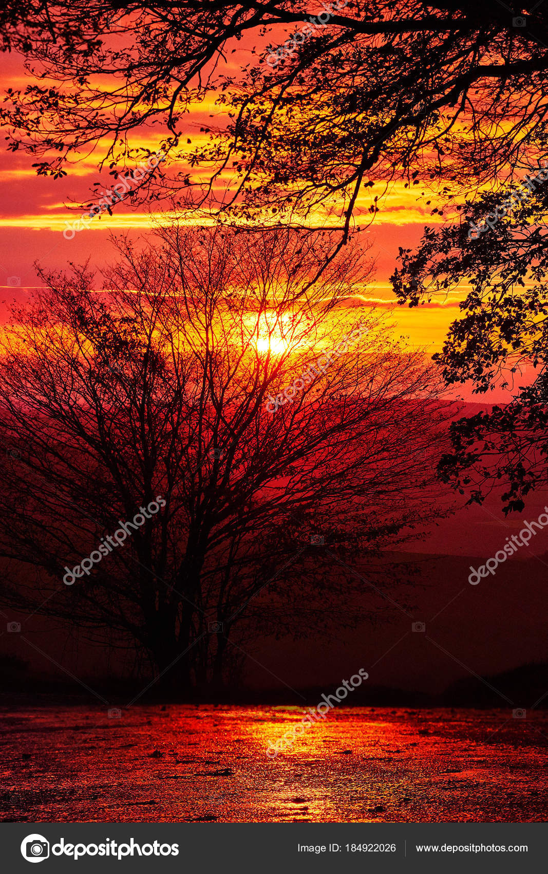 Beautiful Silhouettes Trees Red Sunset Nice Texture - Sunset , HD Wallpaper & Backgrounds