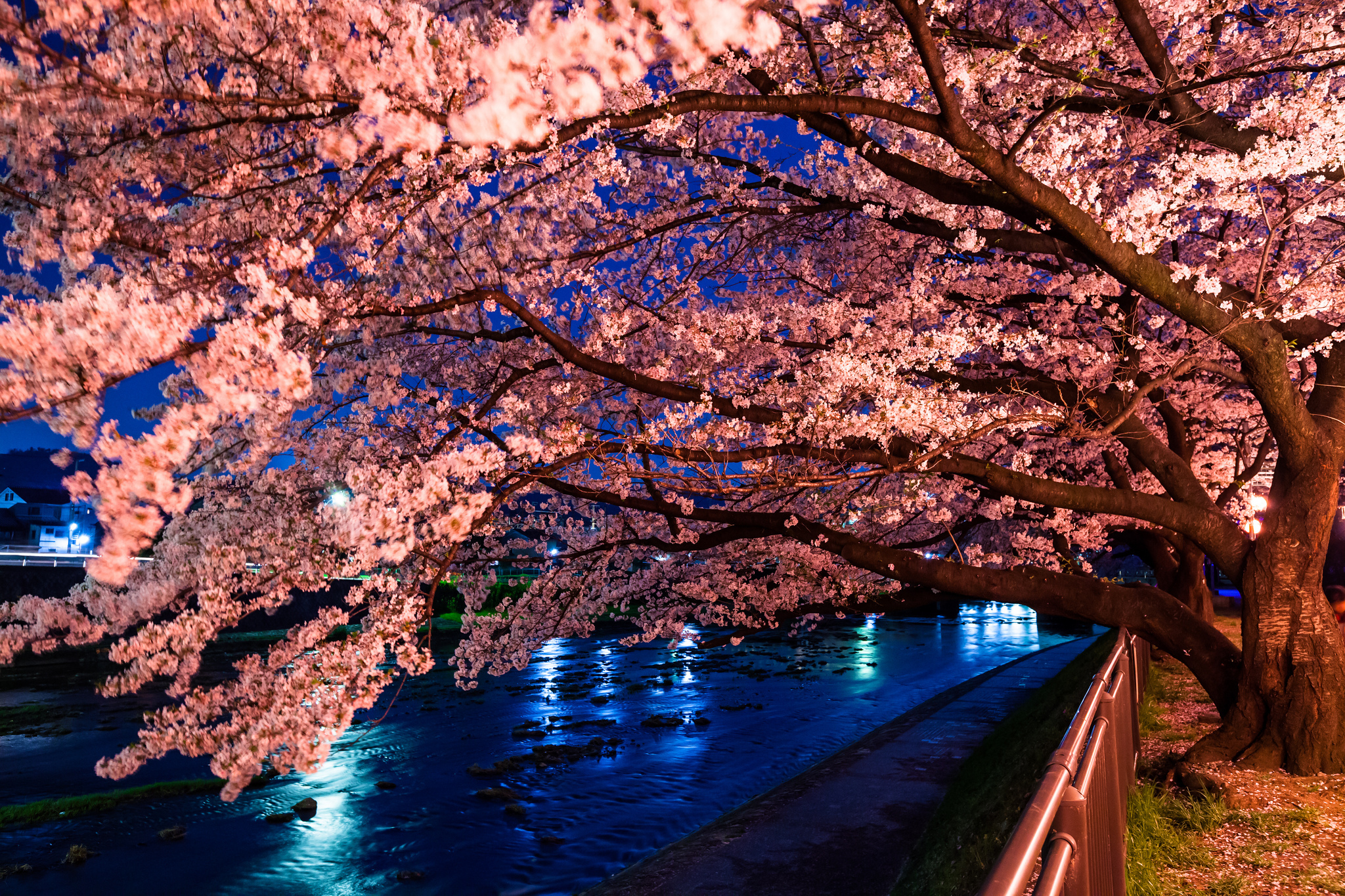 Desktop Wallpapers Cherry Blossoms , HD Wallpaper & Backgrounds