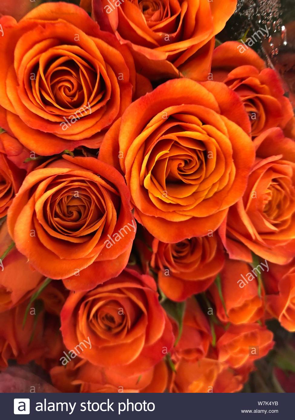 Orange Roses , HD Wallpaper & Backgrounds