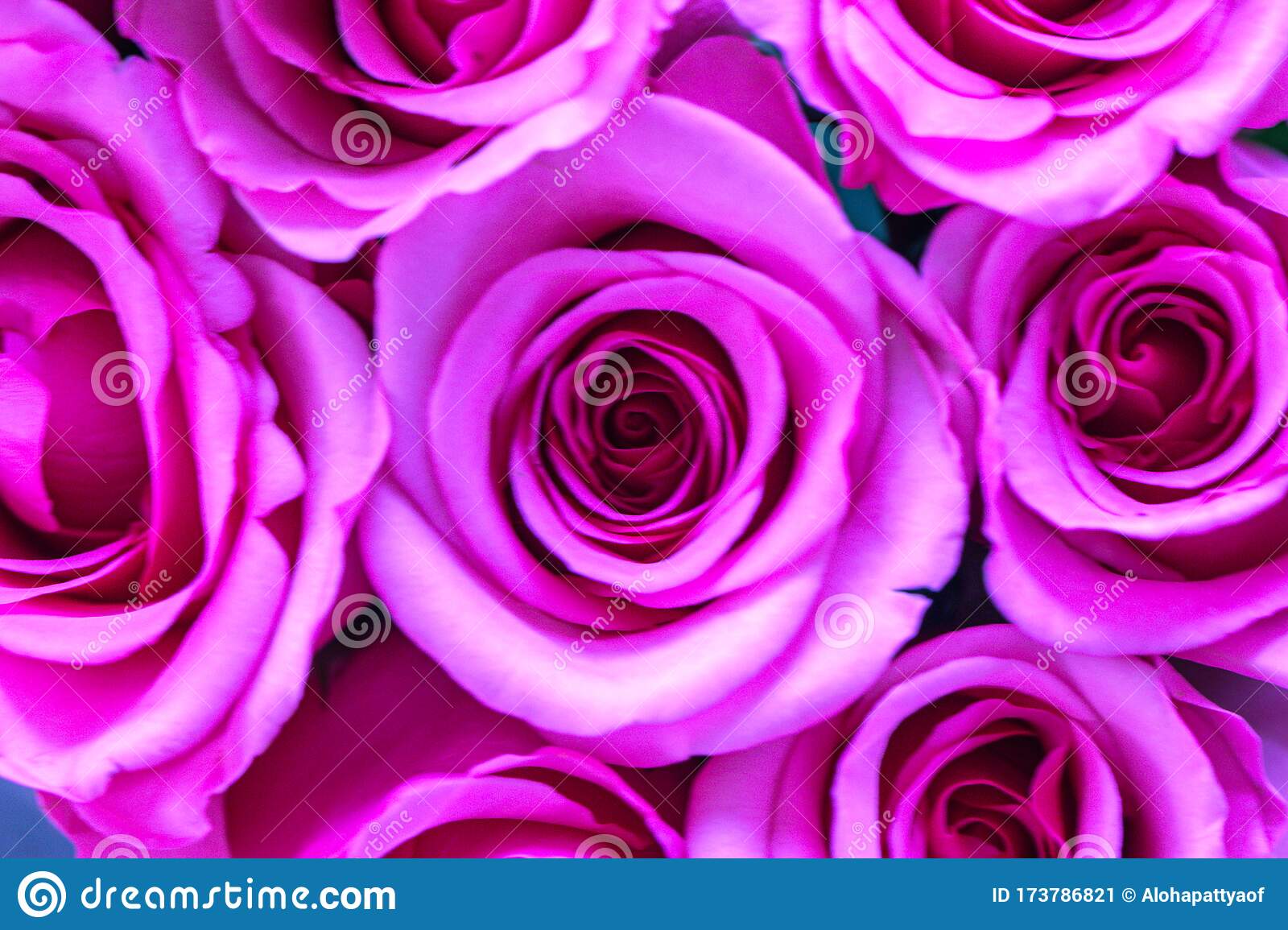 Close Up Of Pink Rose Flowers Wall Background - Rose Flower , HD Wallpaper & Backgrounds